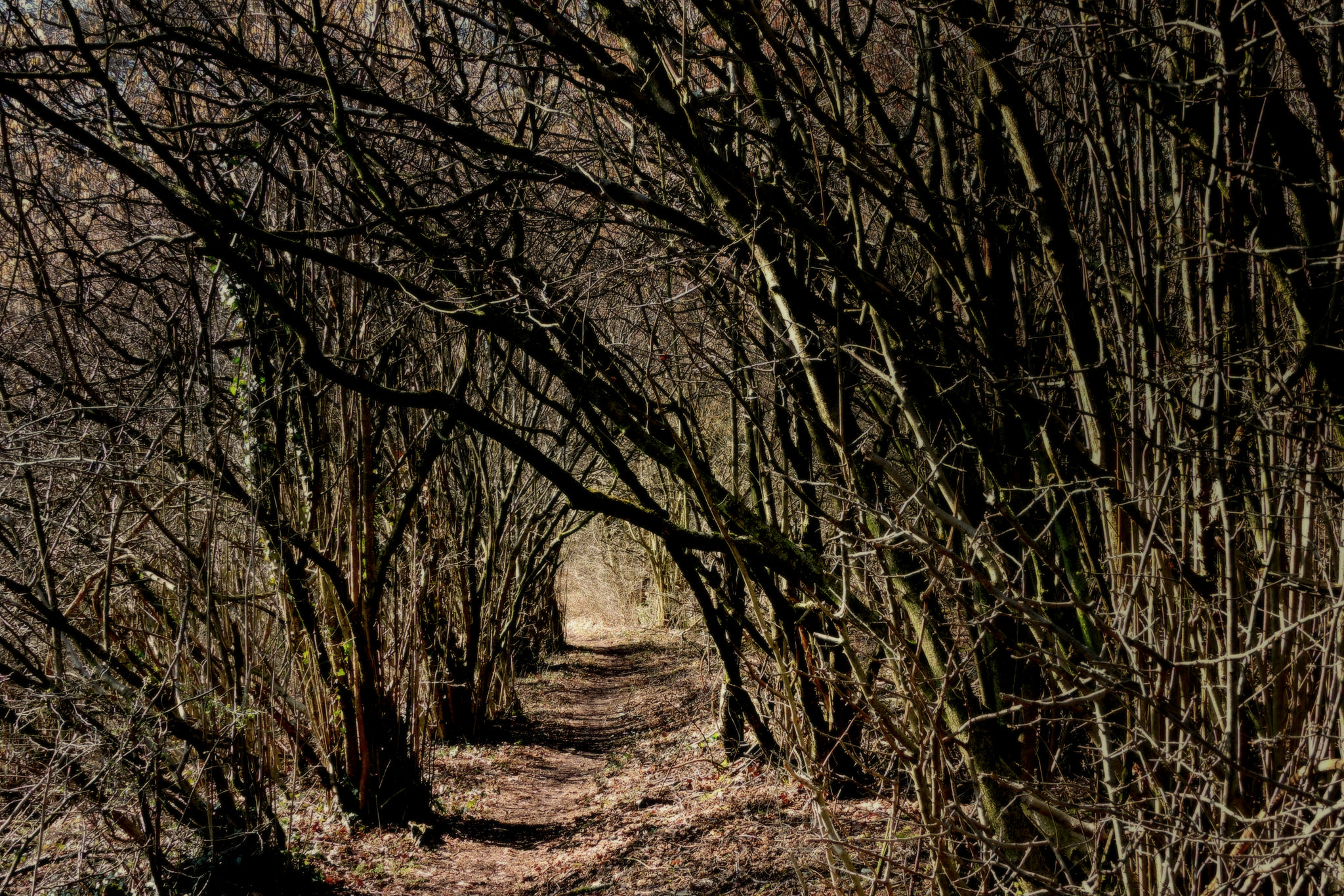 Baixar papel de parede para celular de Natureza, Caminho, Floresta, Árvore, Terra/natureza gratuito.