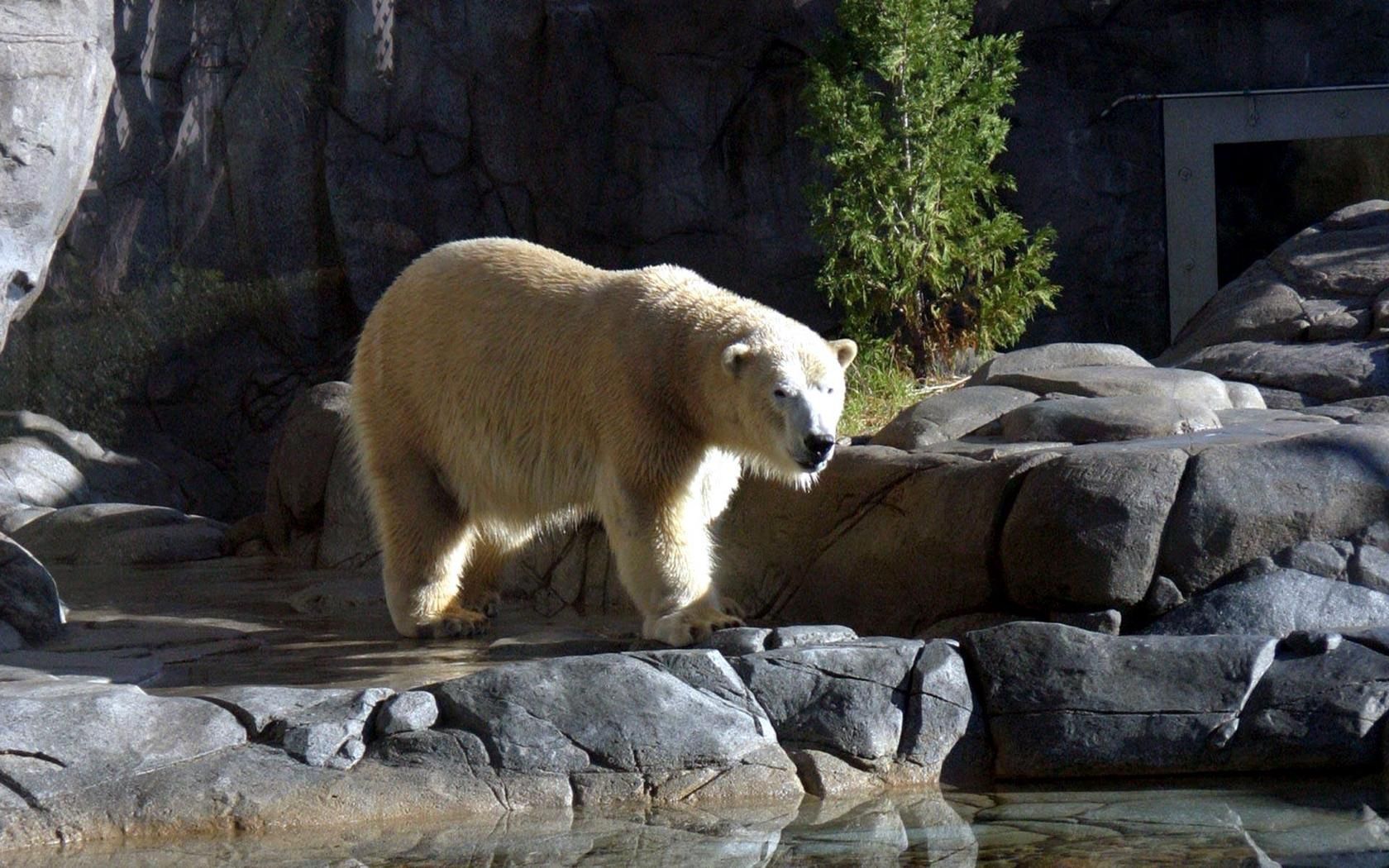 90500 скачать обои белый медведь, животные, вода, камни, прогулка, заповедник - заставки и картинки бесплатно