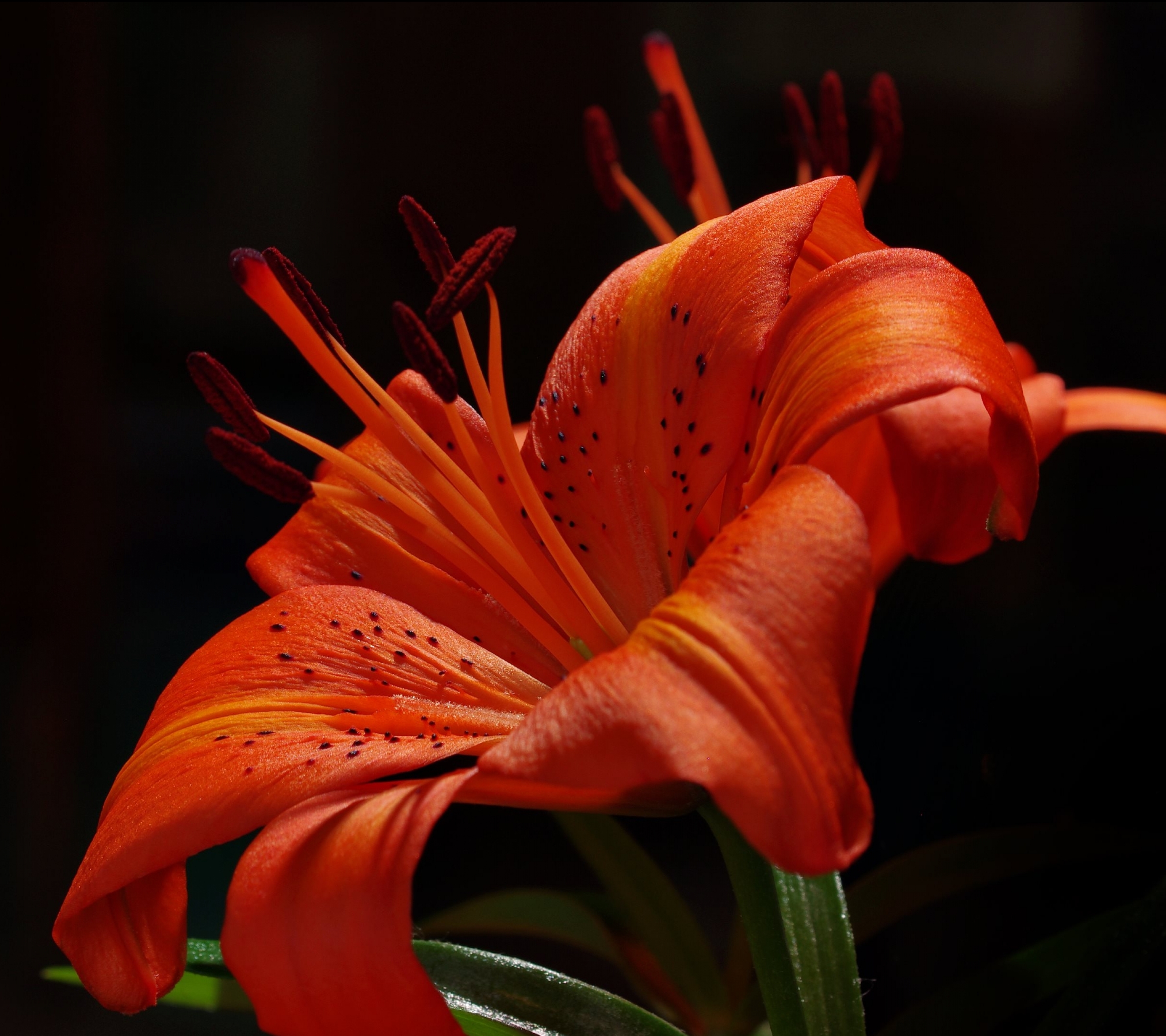 Download mobile wallpaper Flowers, Earth, Lily for free.