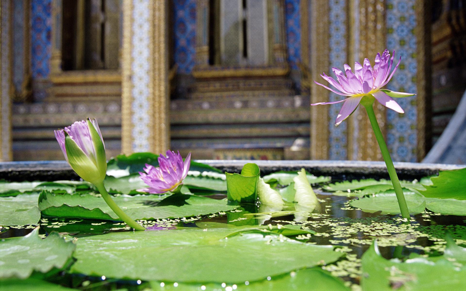  Water Lily HD Android Wallpapers