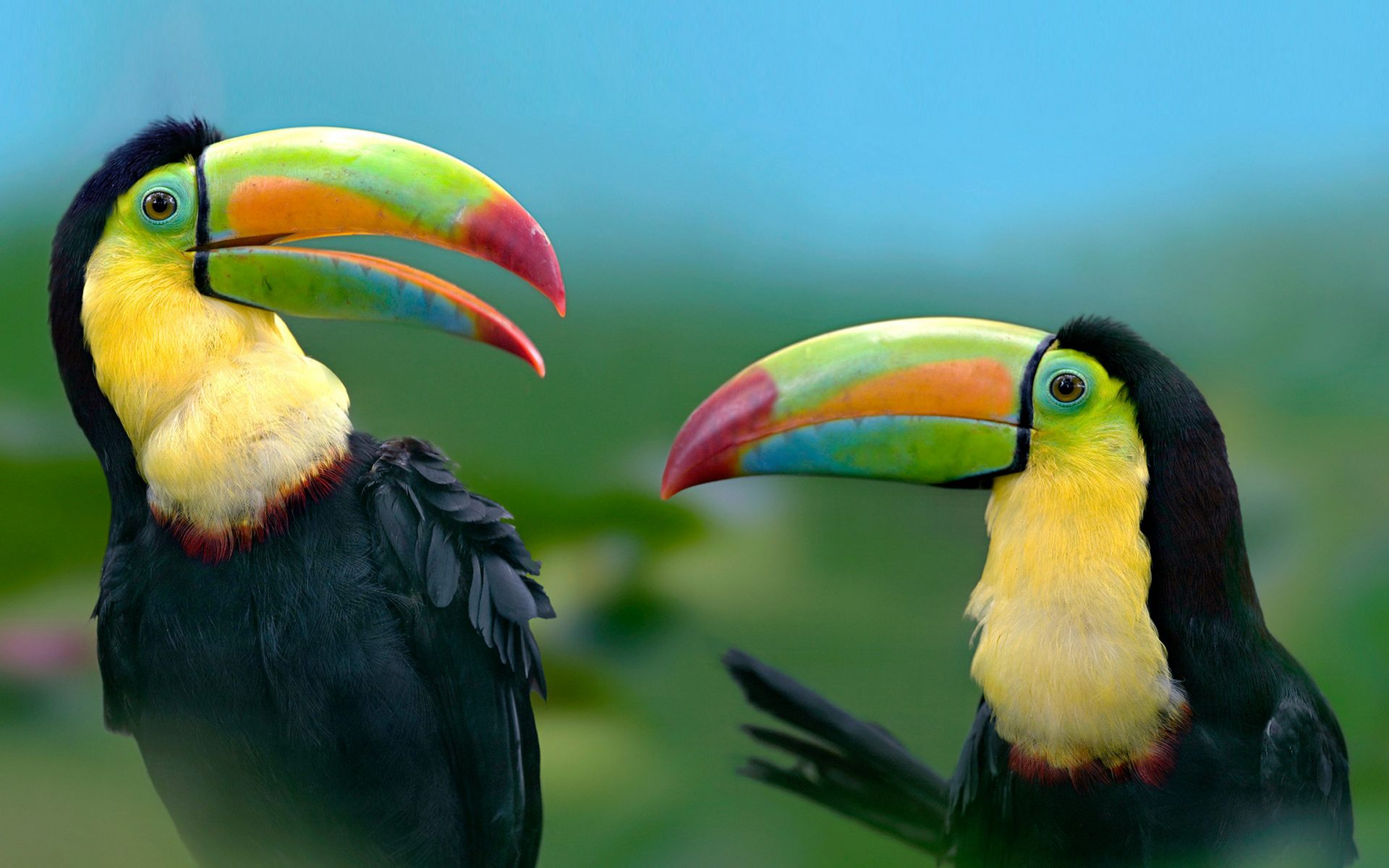 Download mobile wallpaper Birds, Bird, Colors, Animal, Colorful, Toucan for free.