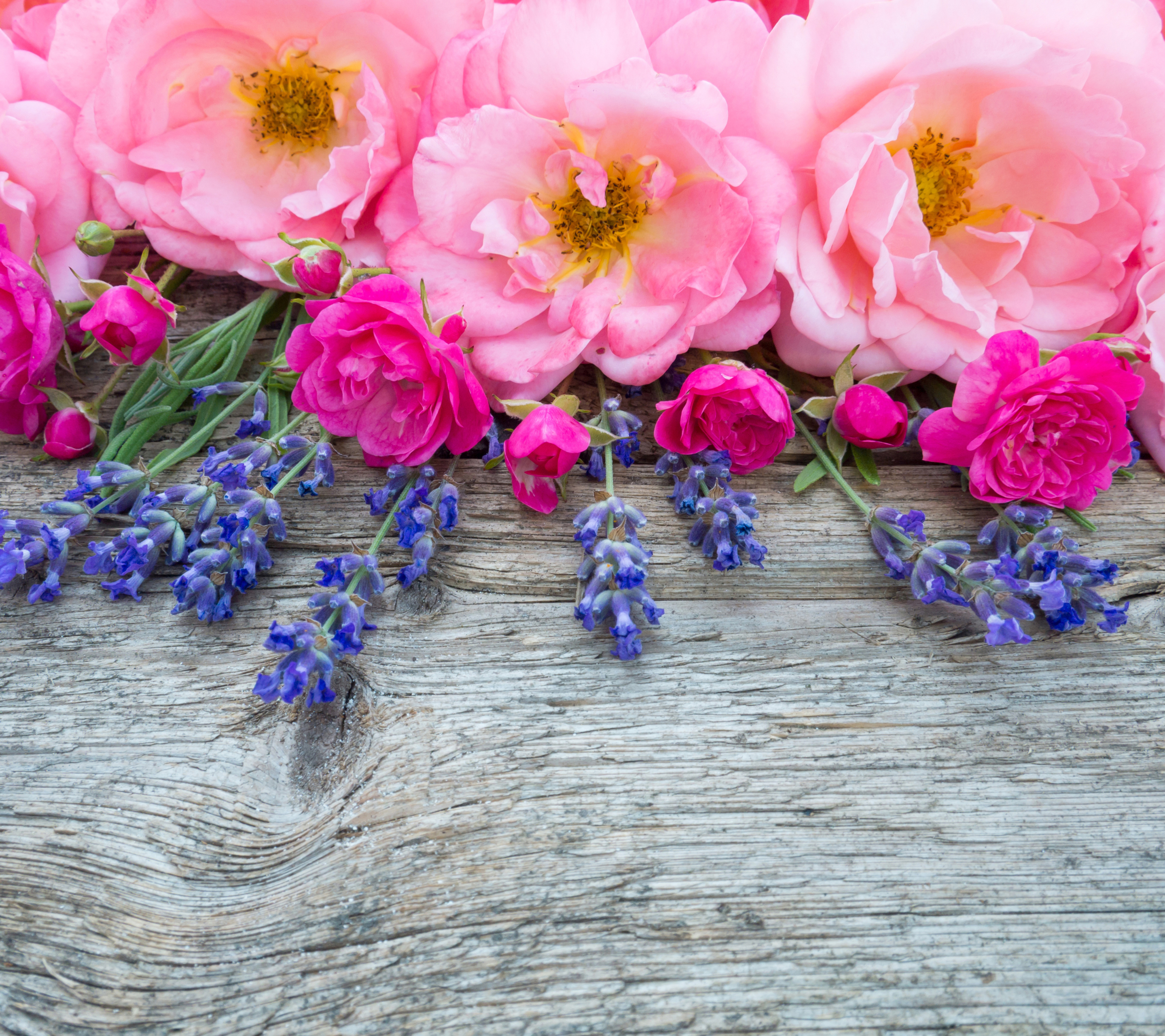 Download mobile wallpaper Flowers, Flower, Rose, Earth, Pink Flower, Blue Flower for free.