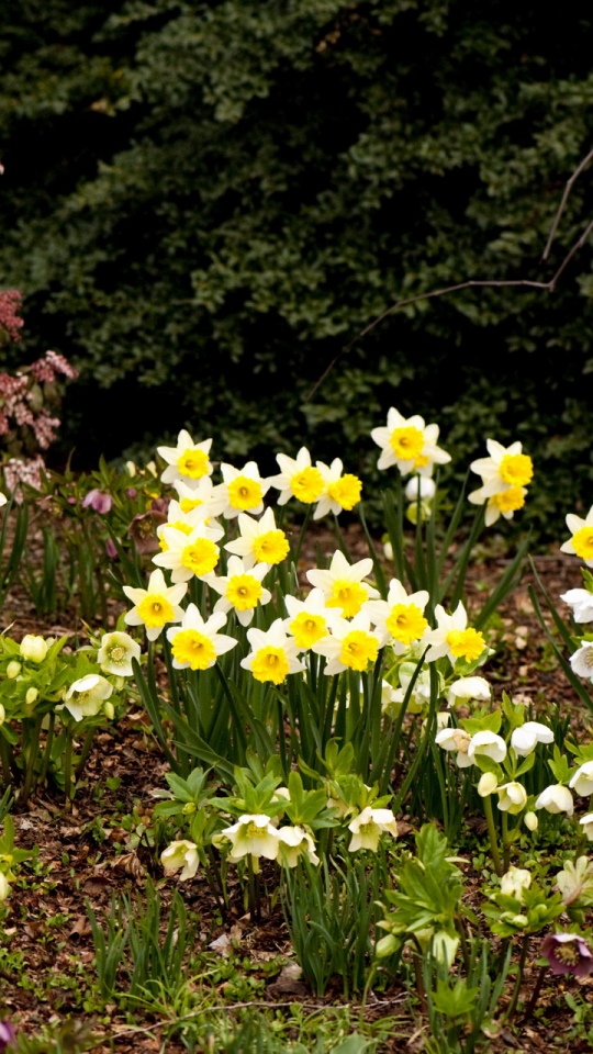 Download mobile wallpaper Flowers, Flower, Earth, Daffodil for free.