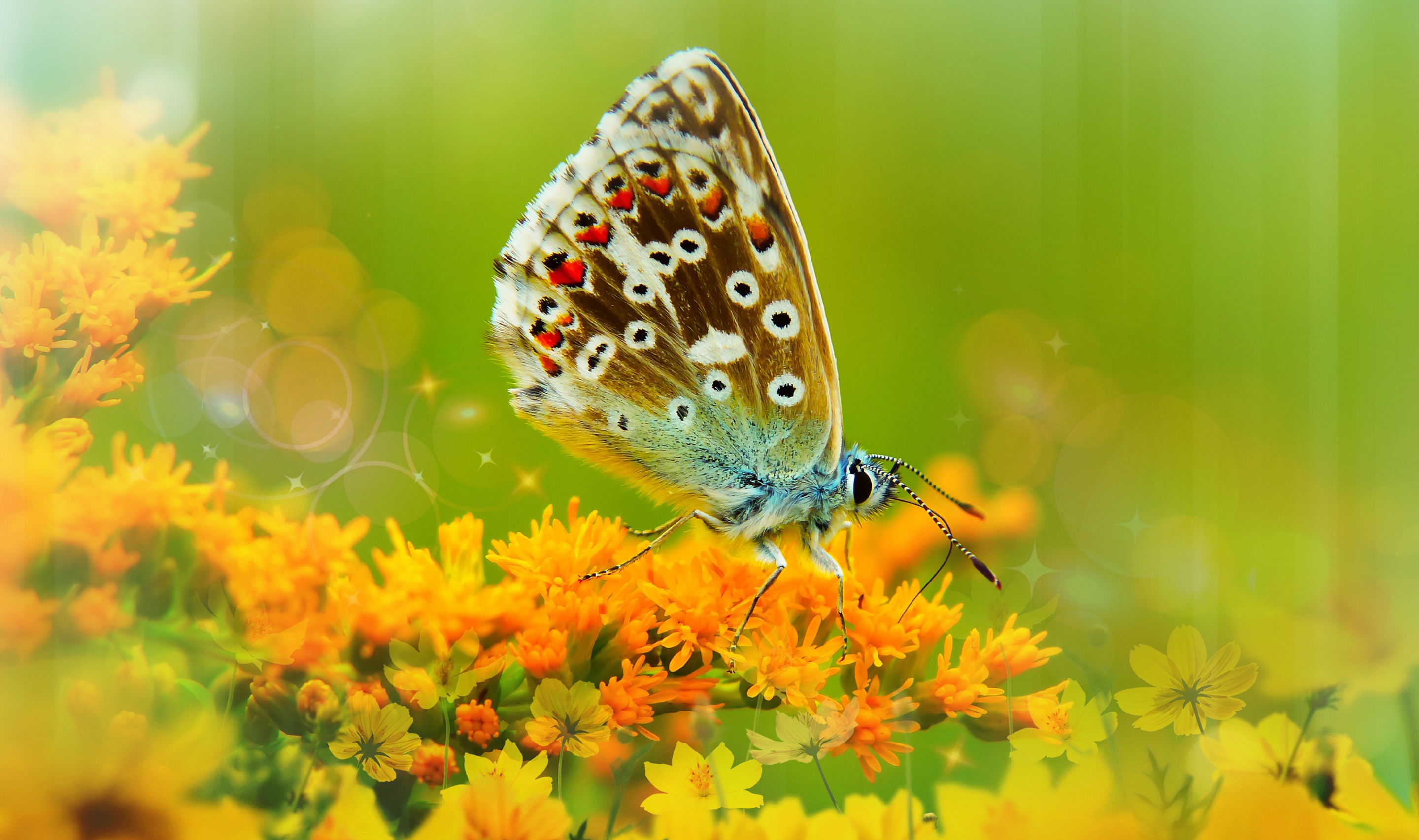 無料モバイル壁紙動物, 蝶, 花, 大きい, 虫をダウンロードします。