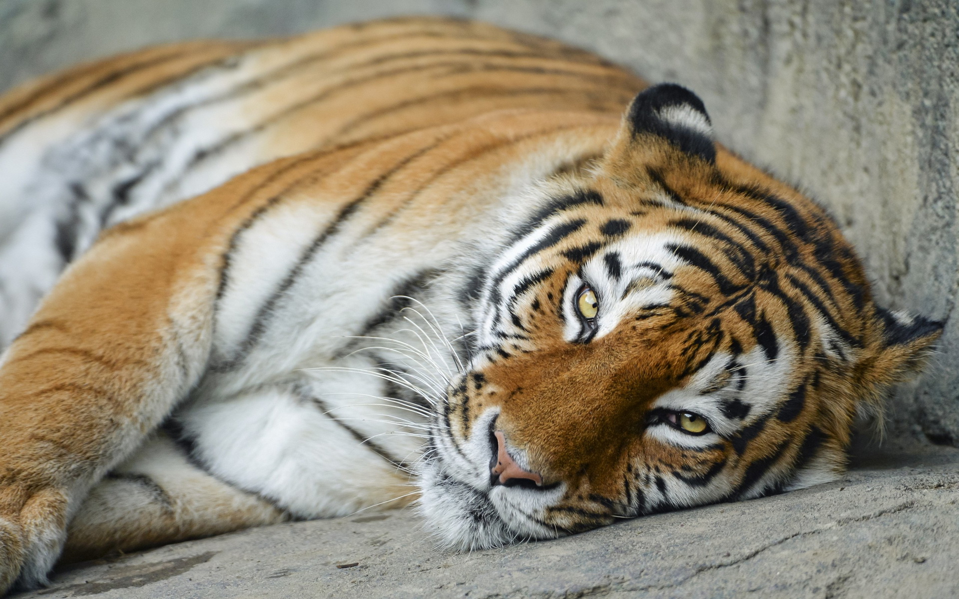 Téléchargez des papiers peints mobile Animaux, Chats, Tigre gratuitement.