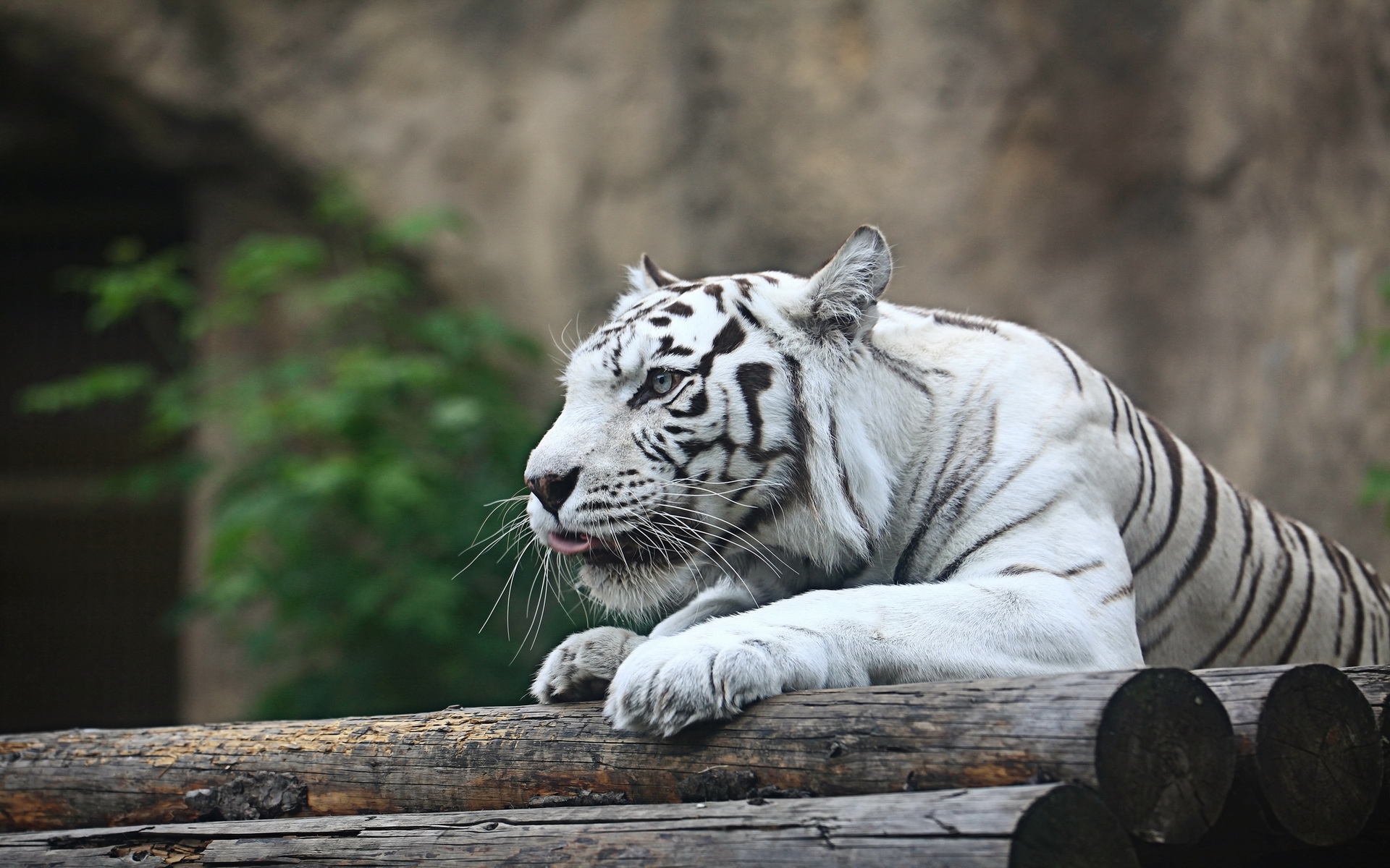 Скачать картинку Белый Тигр, Животные, Кошки в телефон бесплатно.