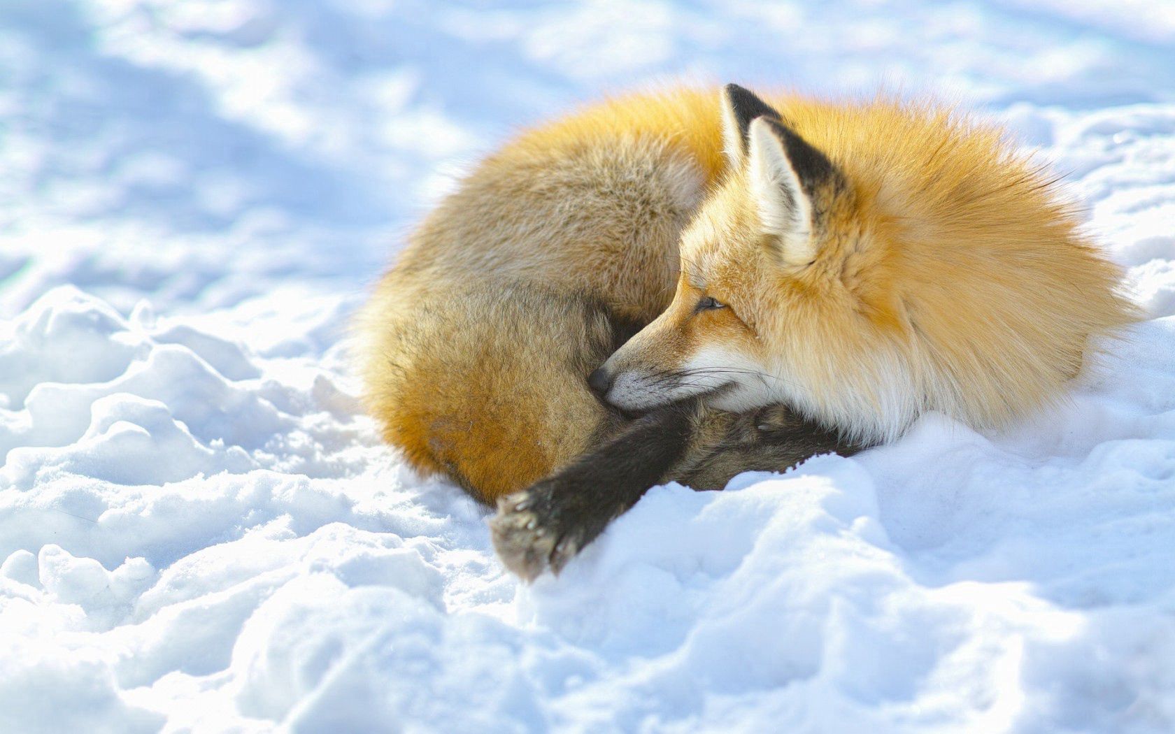 Download mobile wallpaper Lie, To Lie Down, Snow, Animals, Fox for free.