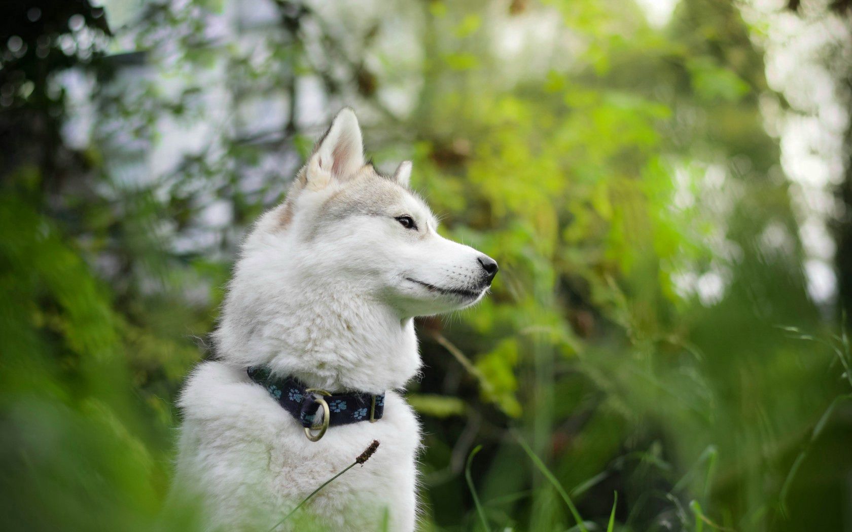 Download mobile wallpaper Animals, Muzzle, Forest, Dog, Smooth, Blur for free.