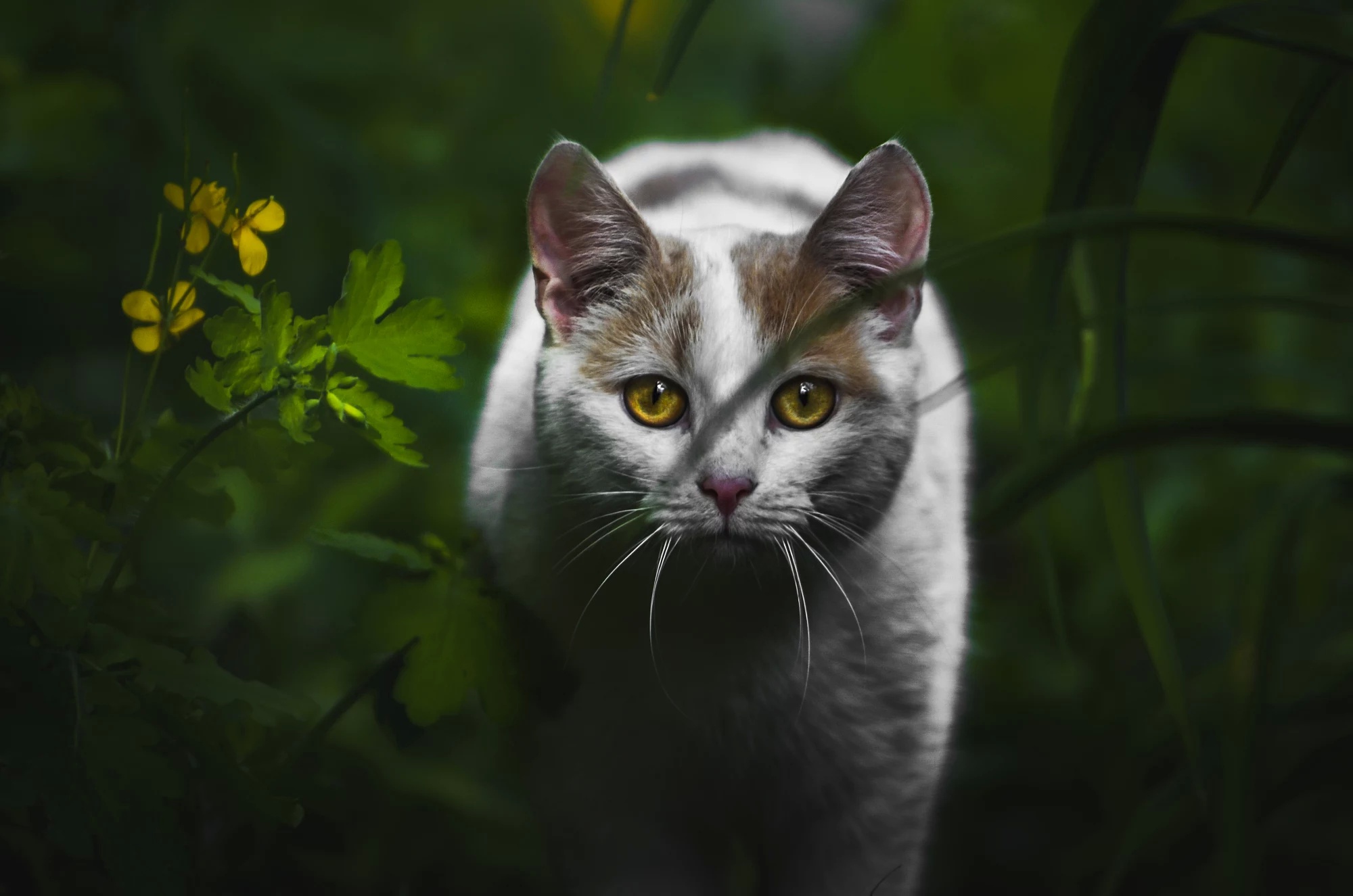 Téléchargez des papiers peints mobile Animaux, Chats, Chat gratuitement.