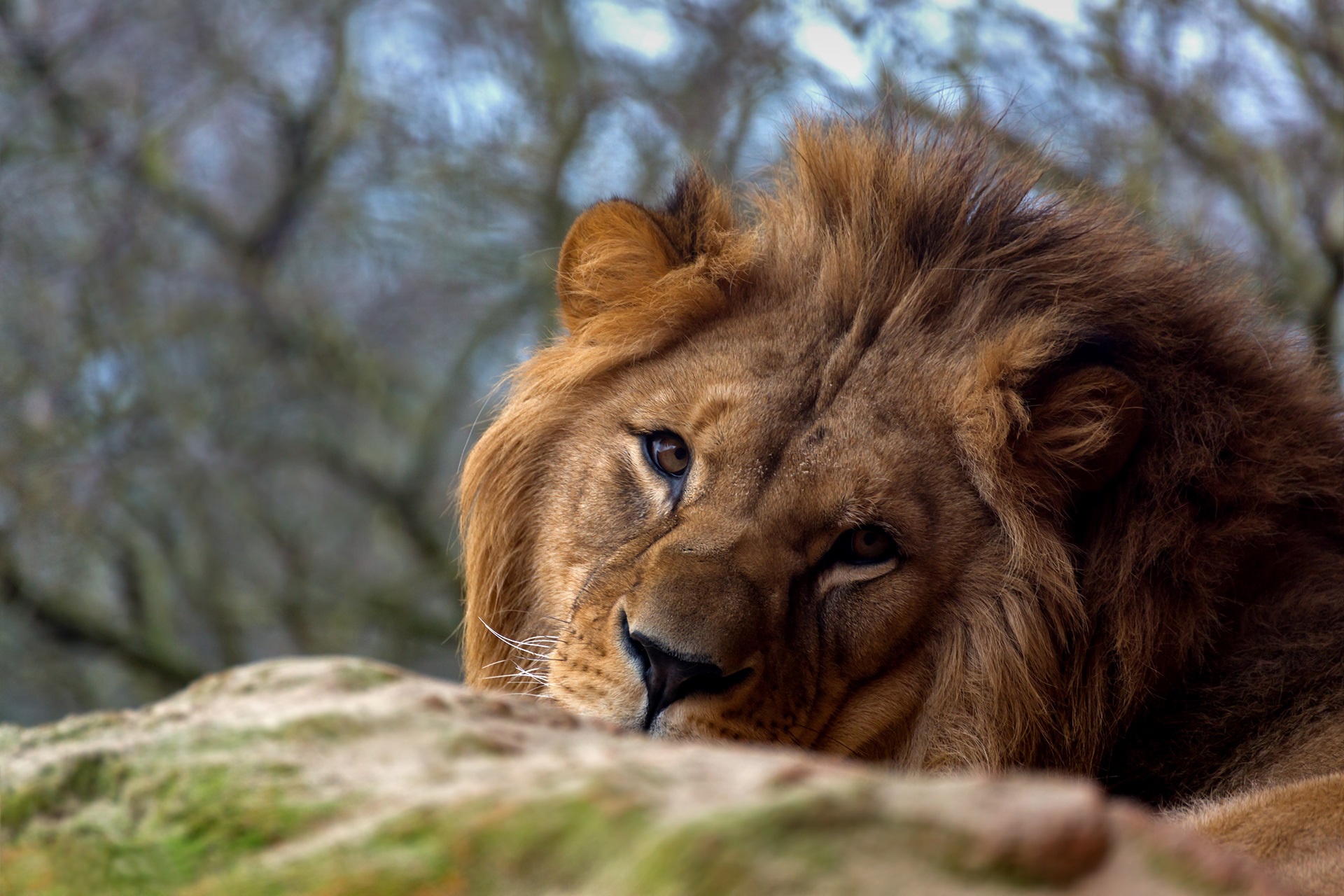 PCデスクトップに動物, ライオン, 猫, 見詰める画像を無料でダウンロード
