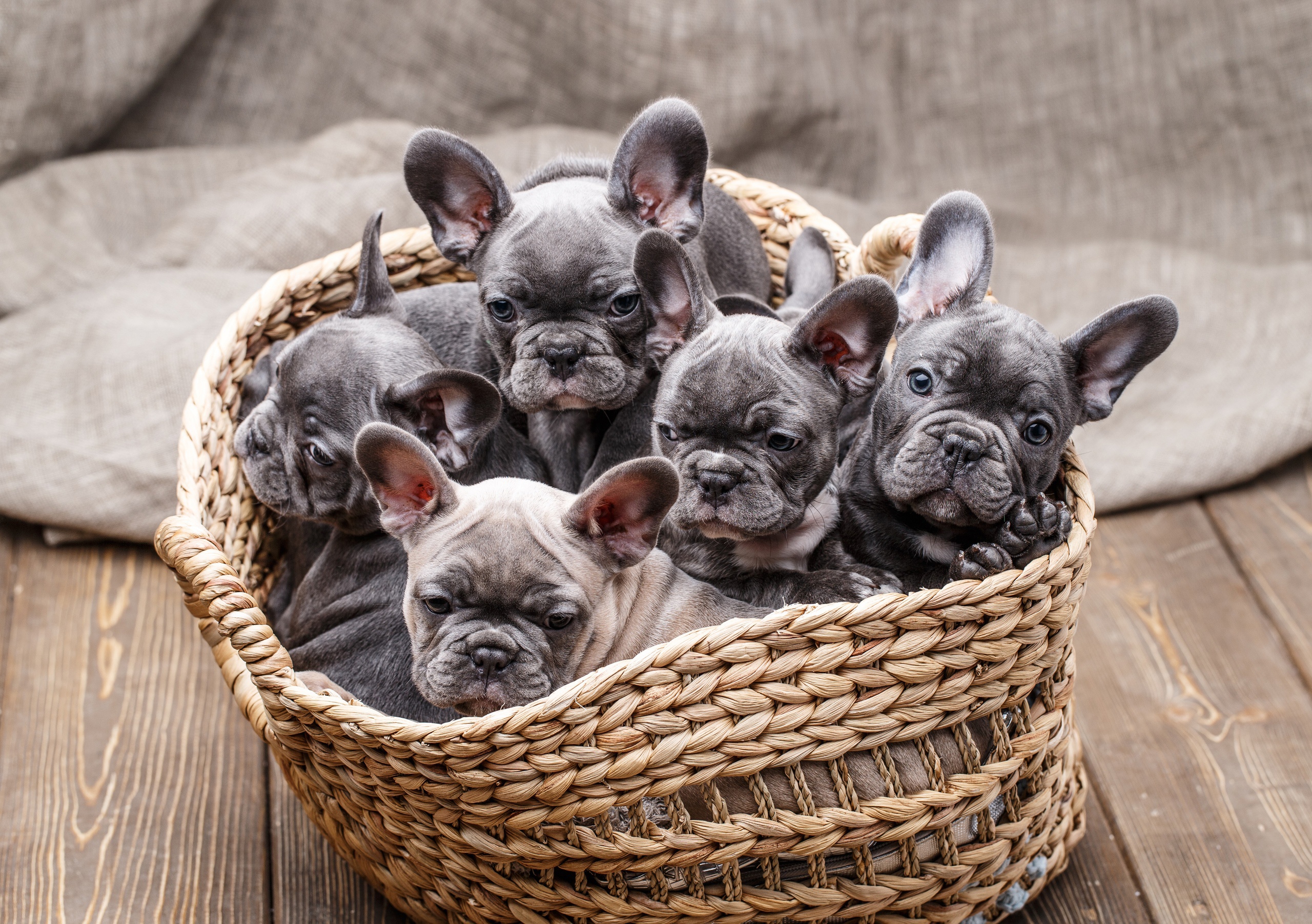 Free download wallpaper Dogs, Animal, Puppy, French Bulldog, Baby Animal on your PC desktop
