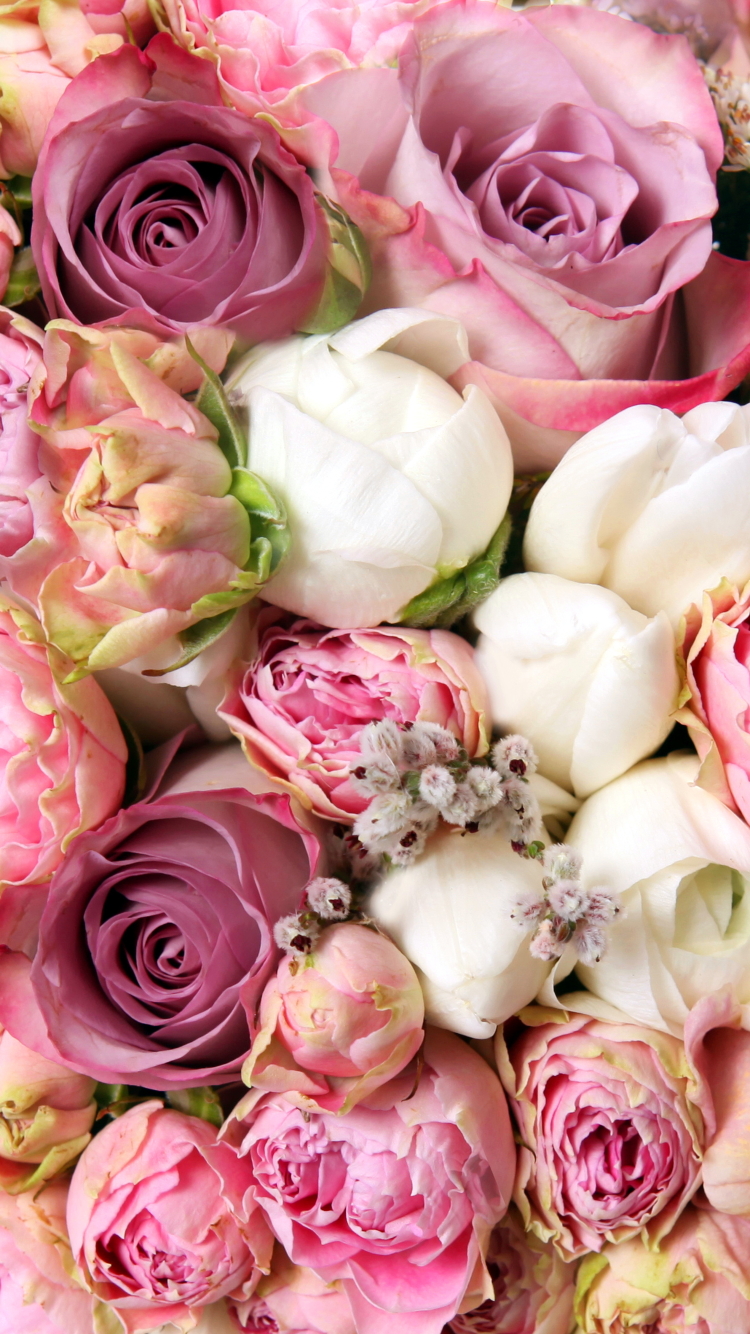 Download mobile wallpaper Flowers, Flower, Rose, Earth, White Flower, Pink Flower, Cabbage Rose for free.