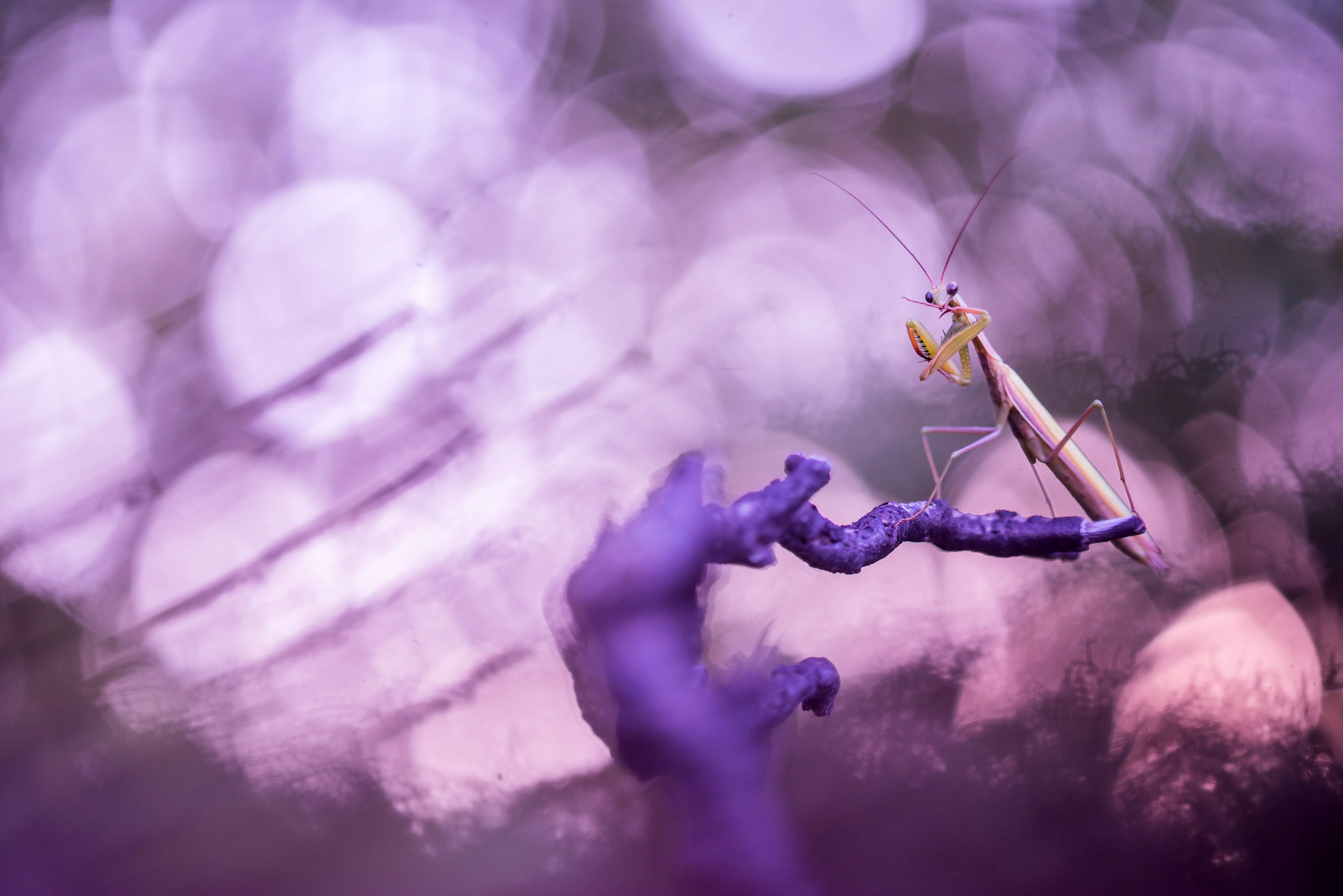 Download mobile wallpaper Insects, Animal, Praying Mantis for free.