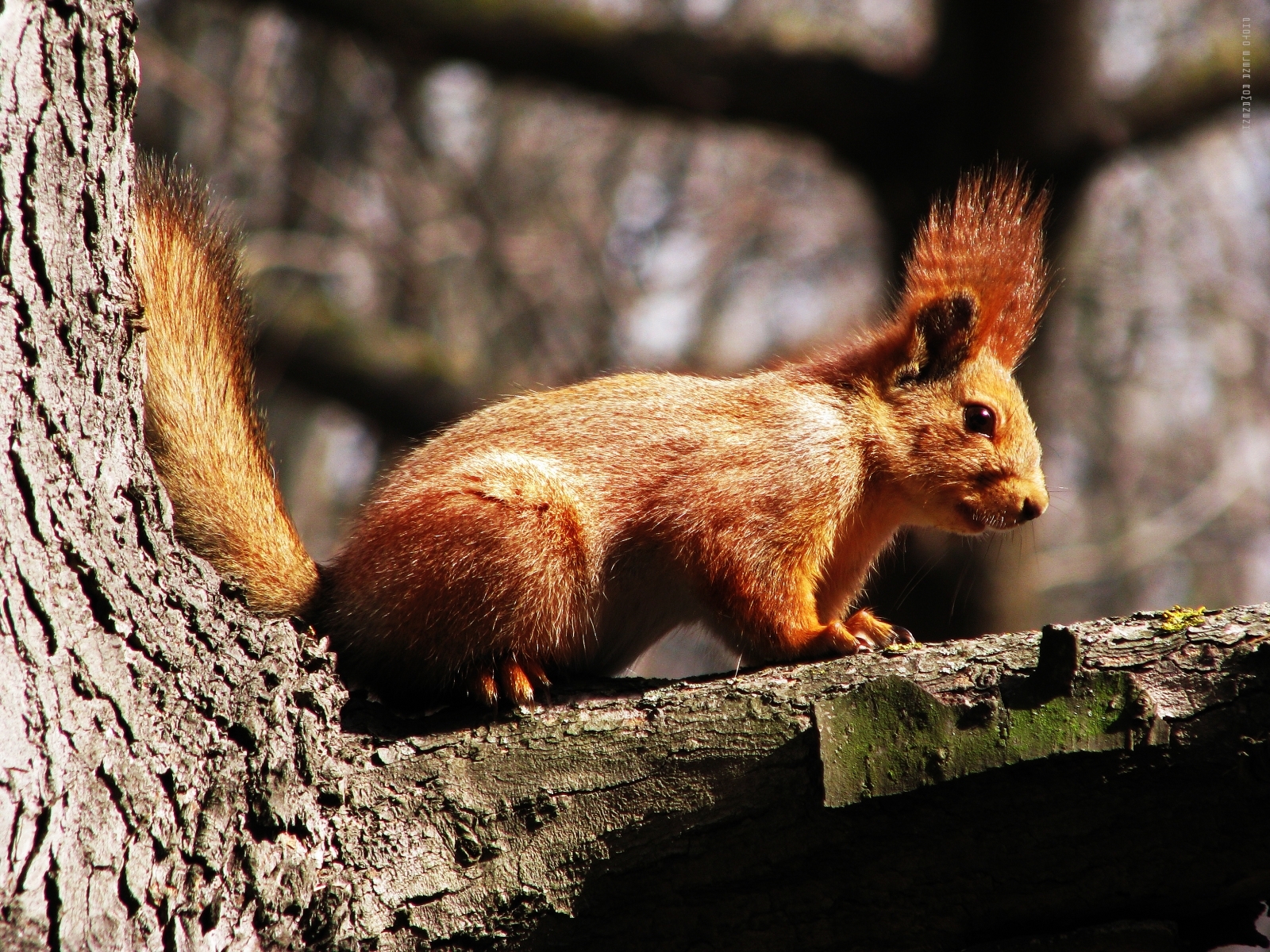 Download mobile wallpaper Squirrel, Animals, Nature for free.