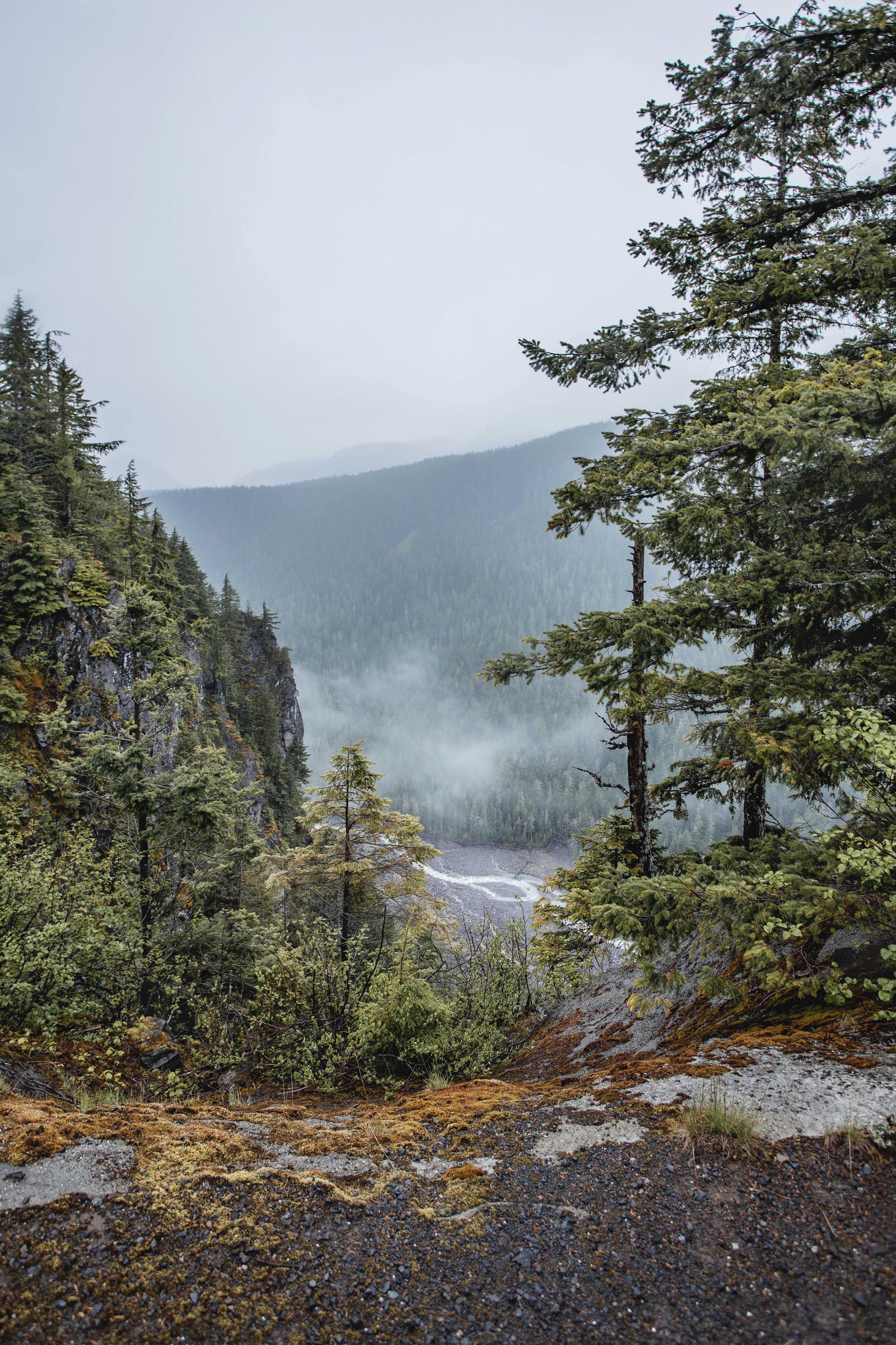 Laden Sie das Nebel, Natur, Bäume, Wald, Flüsse-Bild kostenlos auf Ihren PC-Desktop herunter