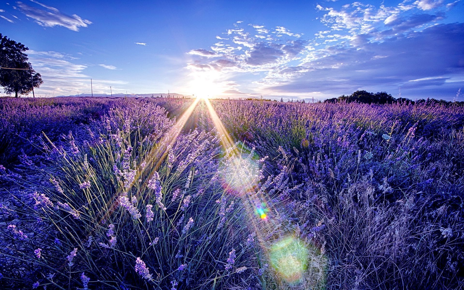 Download mobile wallpaper Flowers, Earth, Lavender for free.