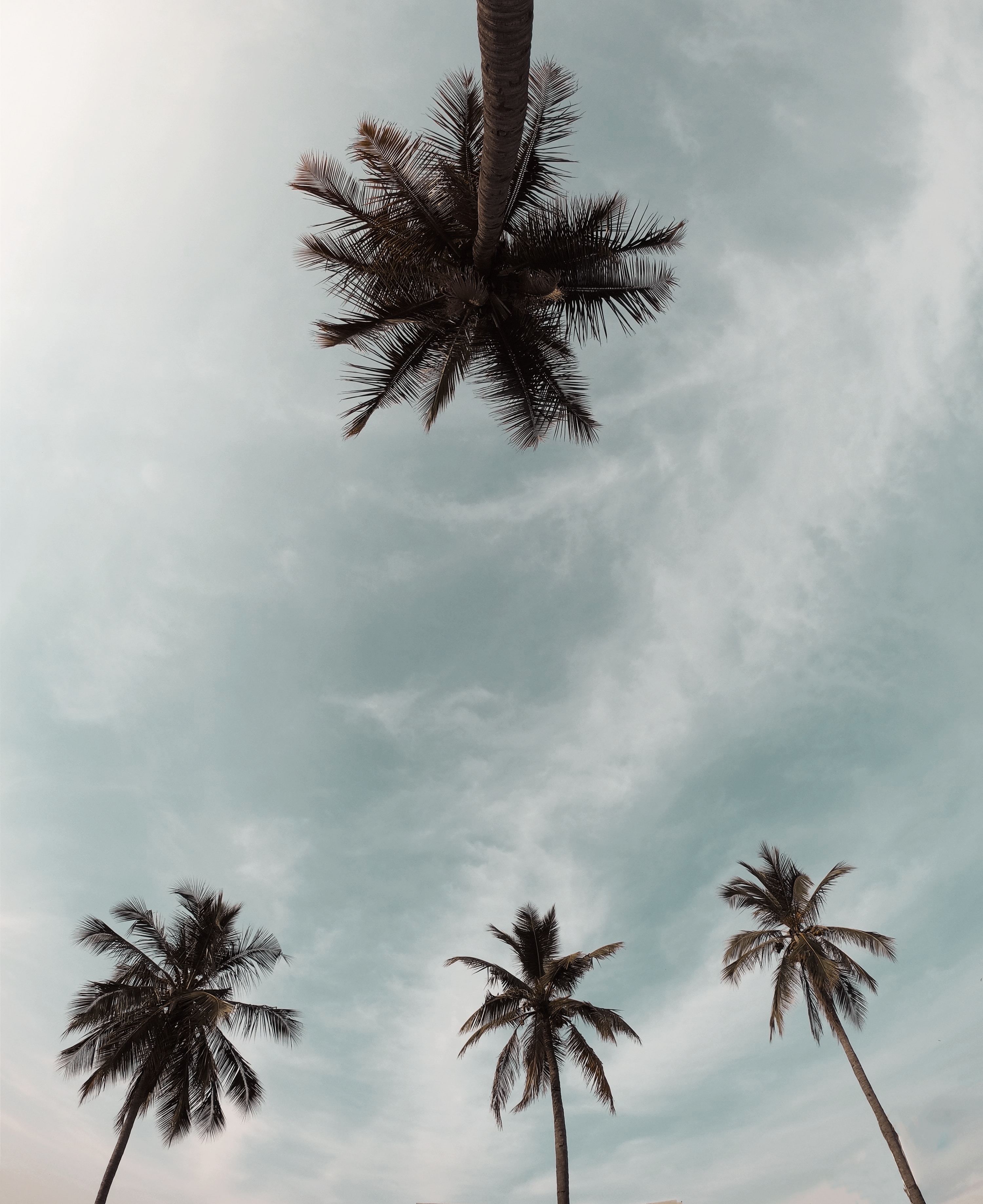 tops, palms, nature, trees, sky, top, crown, crowns