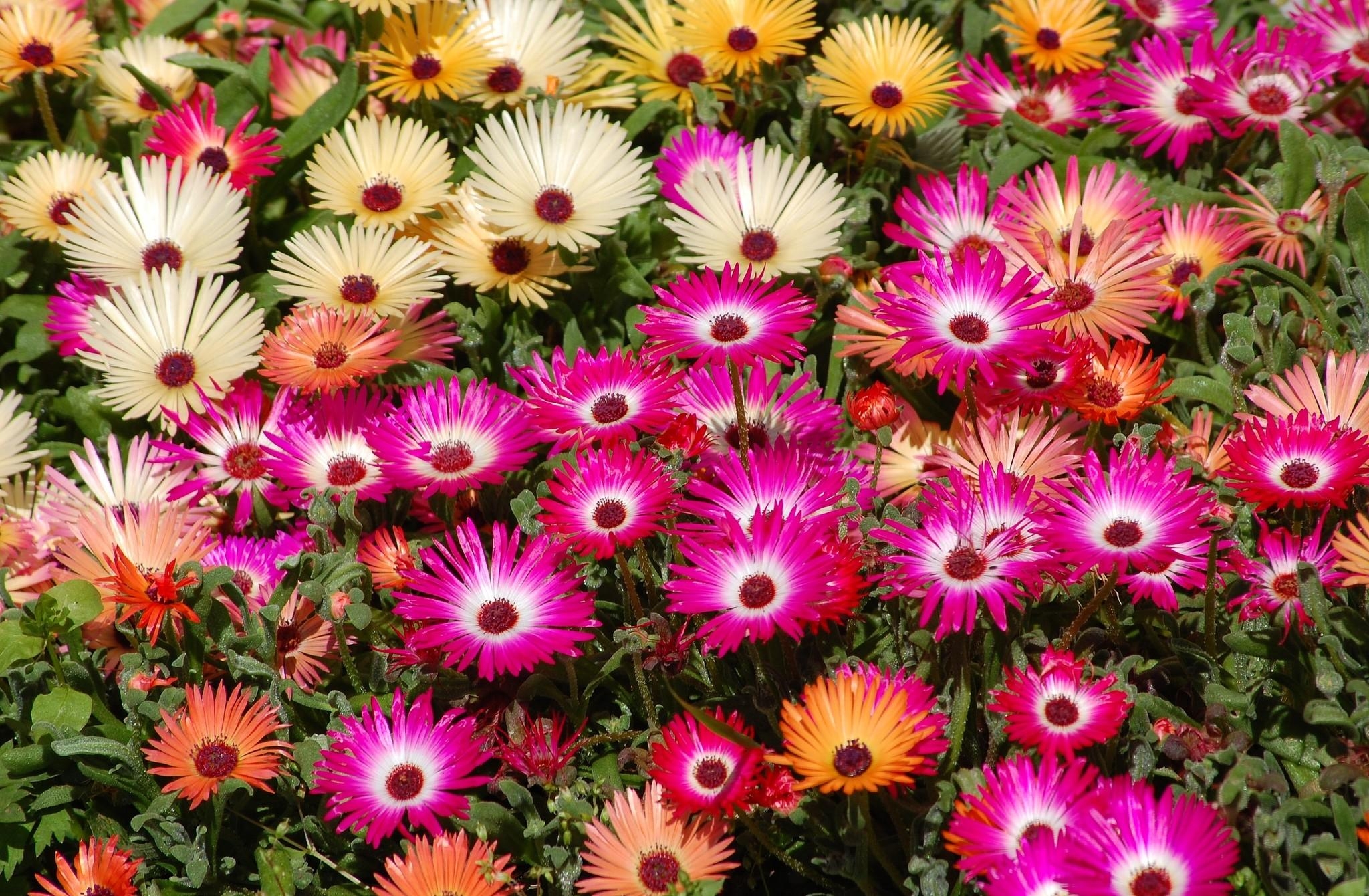 flowers, bright, flower bed, flowerbed, colorful, aptenias, apthenia