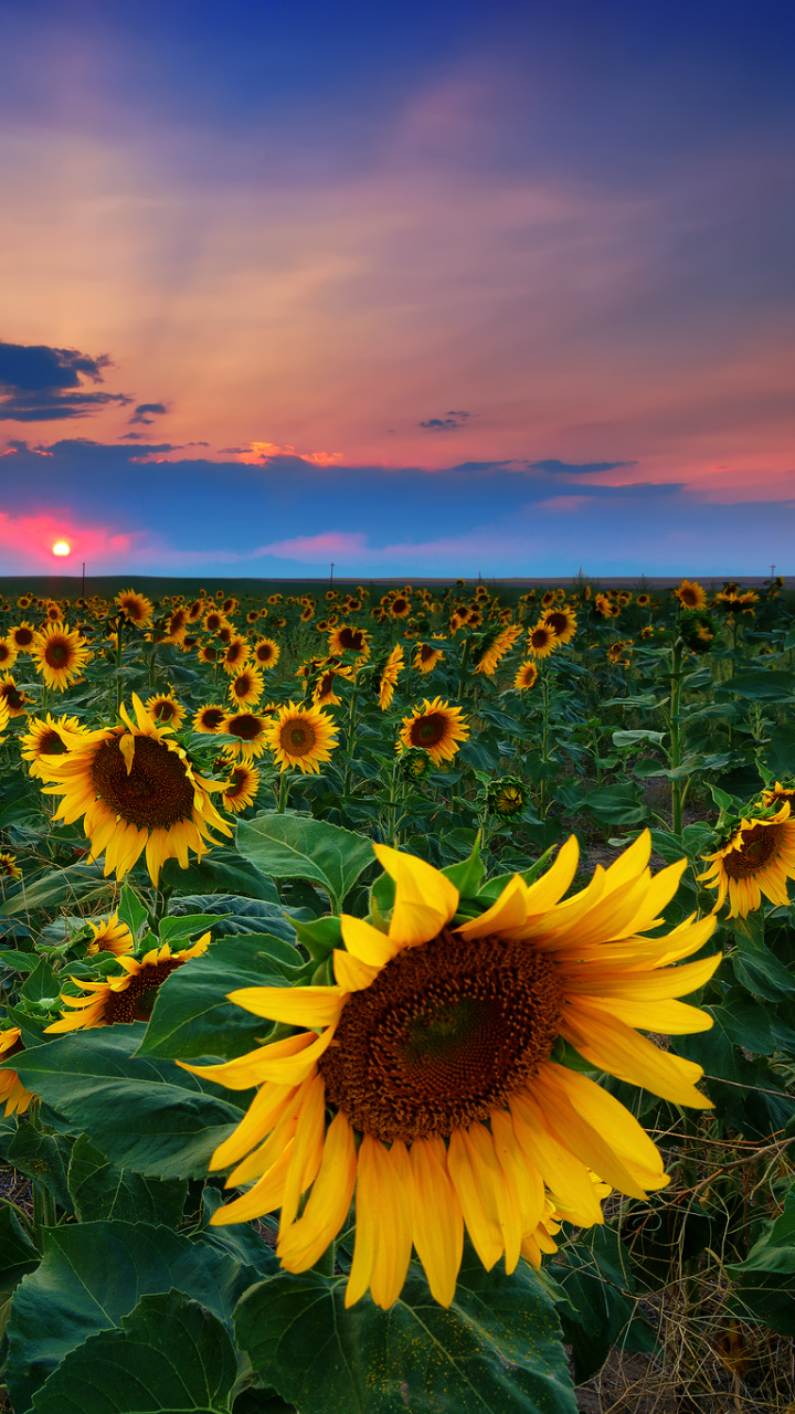 Téléchargez des papiers peints mobile Fleurs, Tournesol, Terre/nature gratuitement.