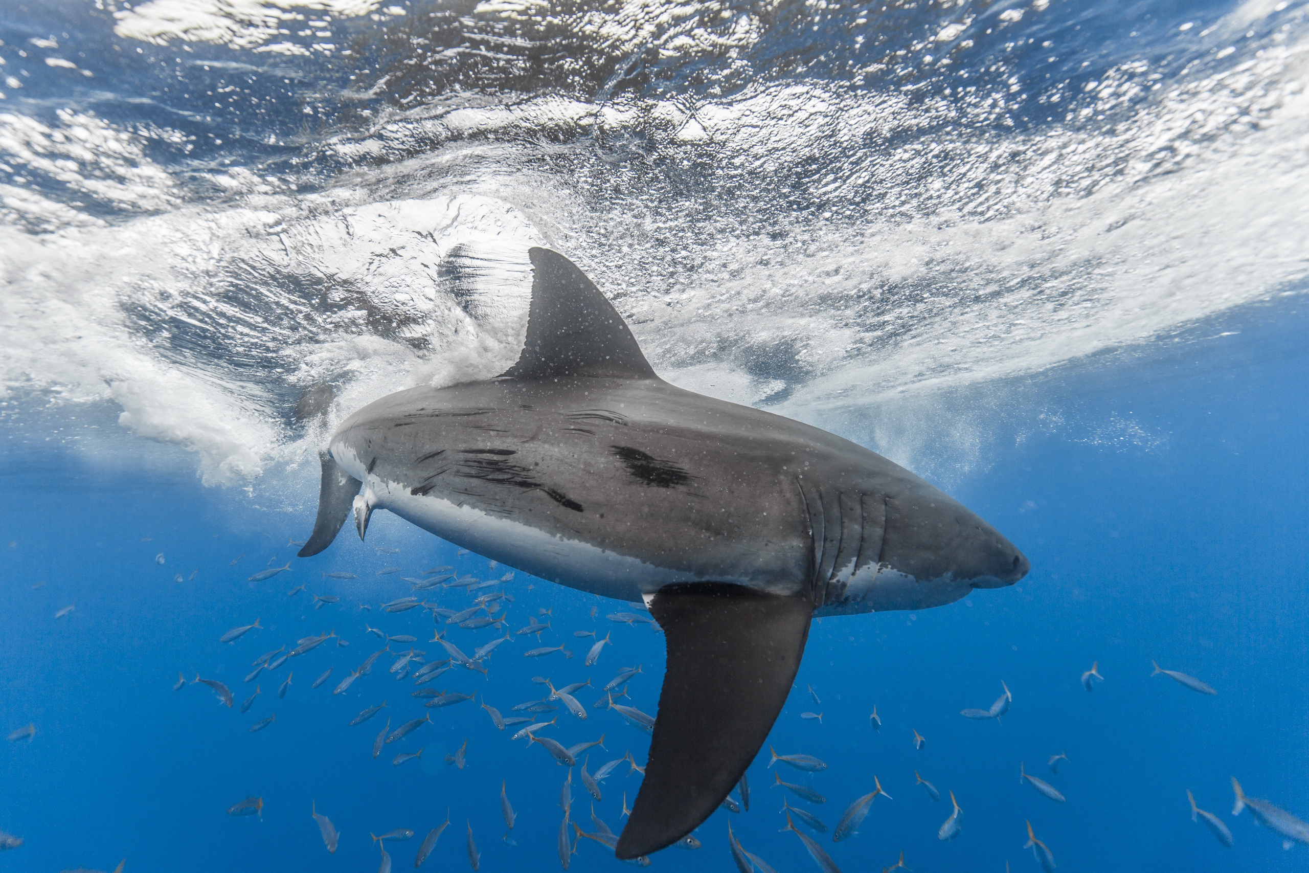 Download mobile wallpaper Sharks, Animal, Fish, Underwater, Shark for free.