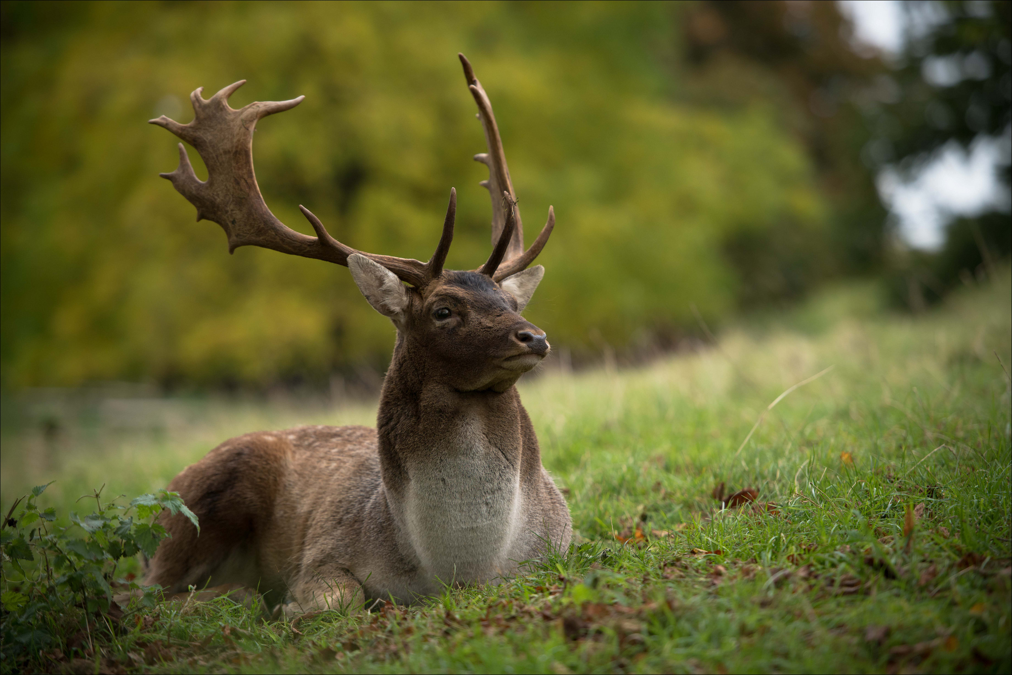 Free download wallpaper Nature, Grass, Blur, Animal, Deer on your PC desktop