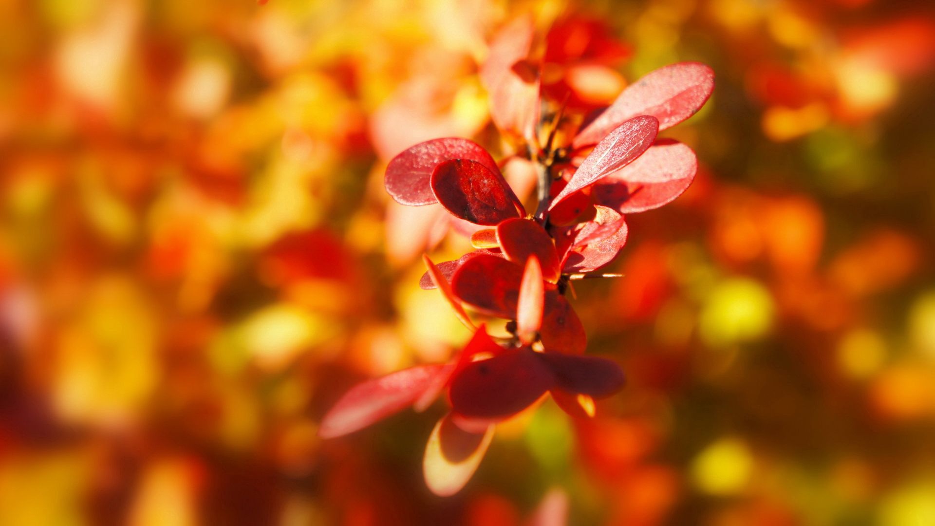 Download mobile wallpaper Macro, Blur, Leaves, Smooth, Plant, Light Coloured, Light for free.