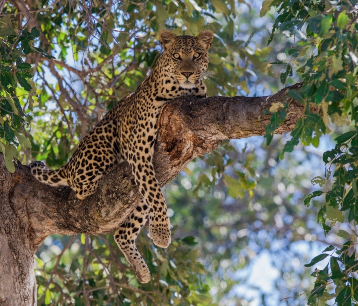 Baixar papel de parede para celular de Animais, Gatos, Leopardo gratuito.