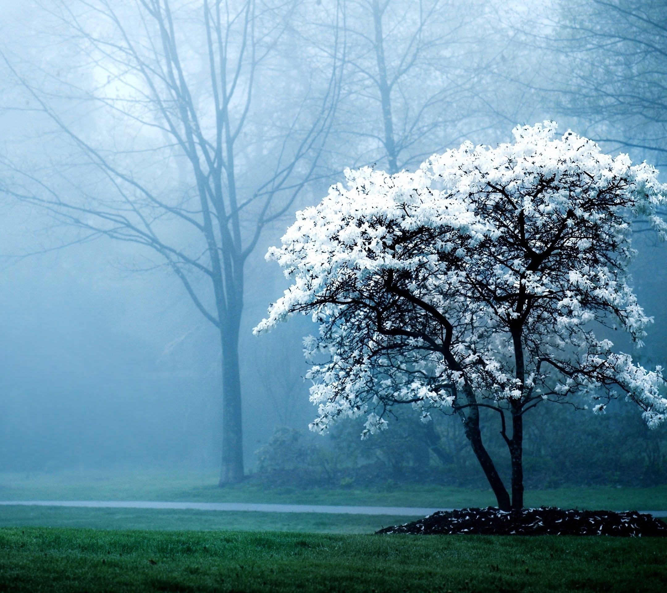 Free download wallpaper Landscape, Nature, Park, Tree, Fog, Photography, Blossom on your PC desktop