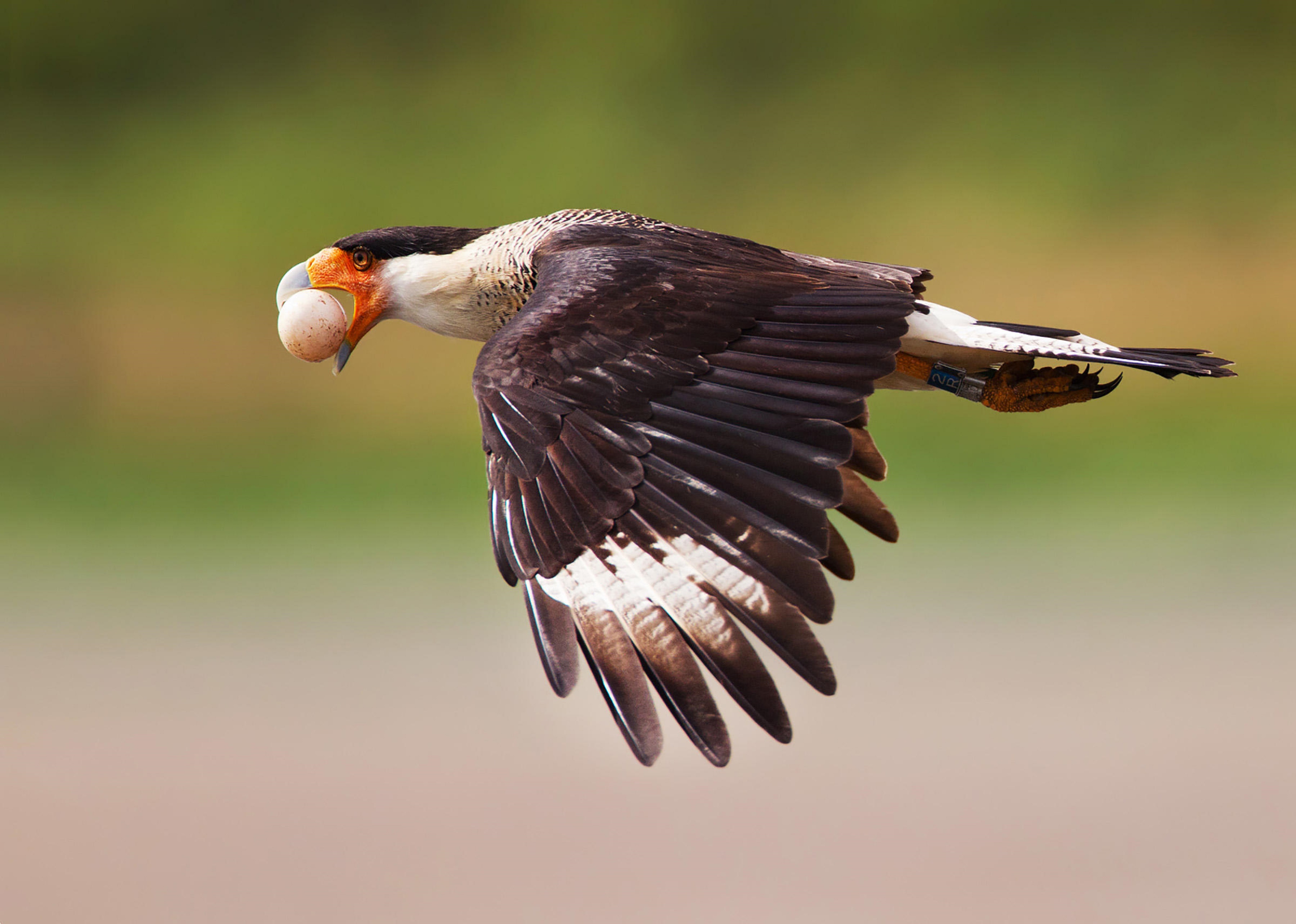 Descarga gratuita de fondo de pantalla para móvil de Halcón, Aves, Animales.