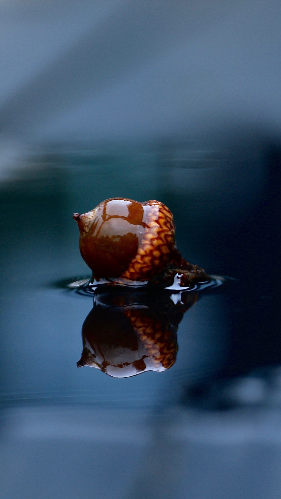 Download mobile wallpaper Water, Reflection, Earth, Acorn for free.