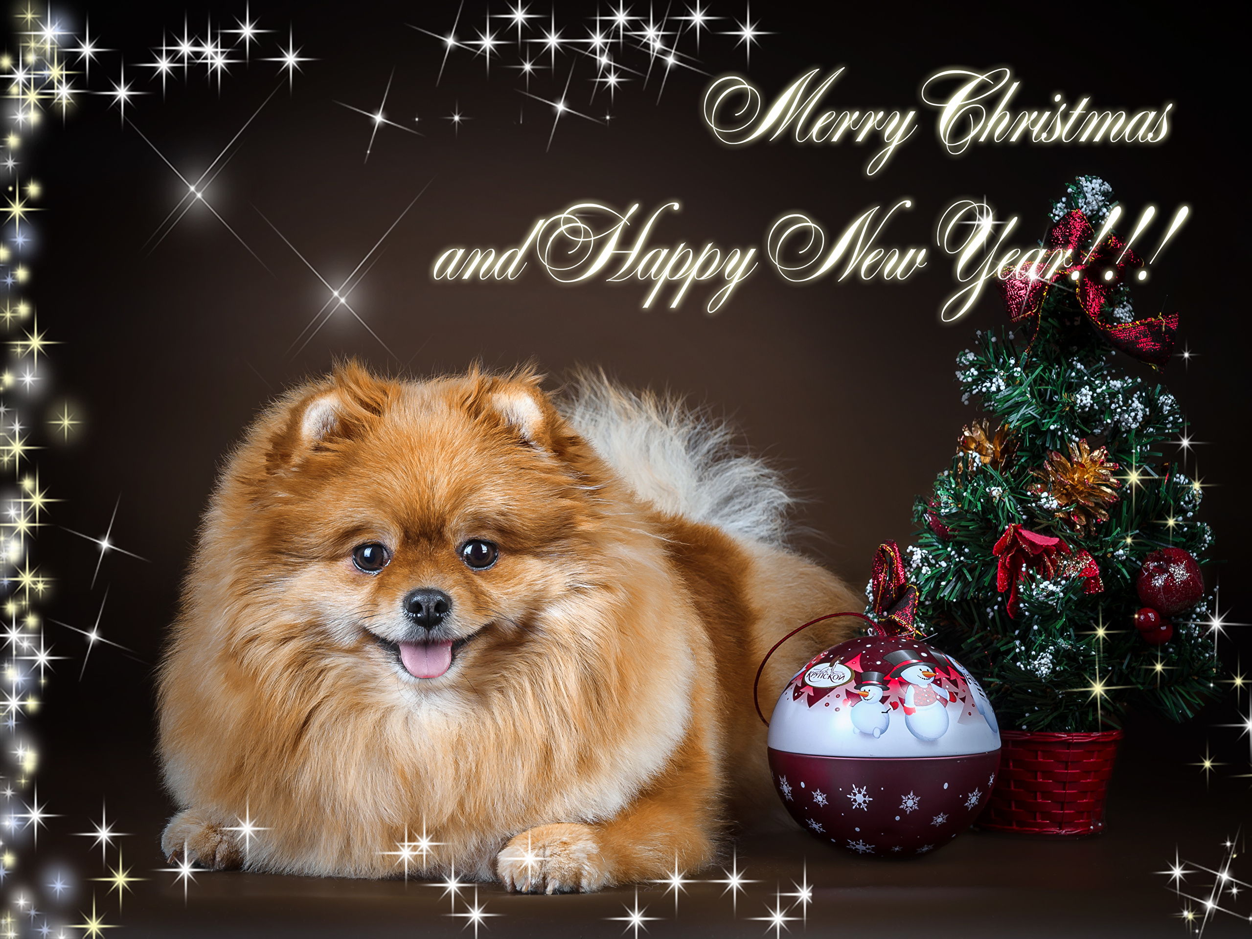 Baixar papel de parede para celular de Animais, Cães, Natal, Cão, Bugiganga, Feliz Natal, Llulu Da Pomerânia, Feliz Ano Novo gratuito.