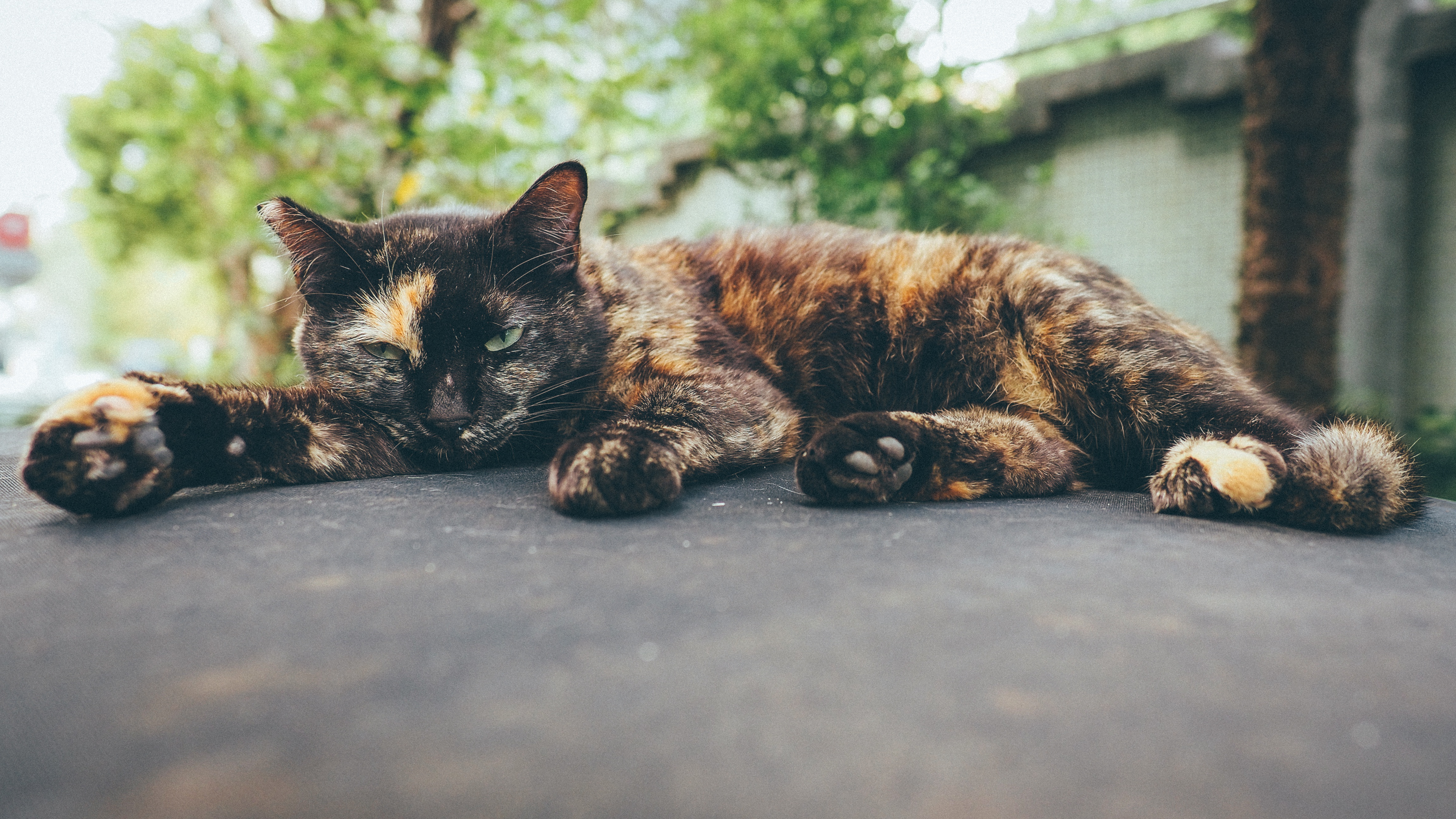 Download mobile wallpaper Cats, Cat, Animal, Resting, Depth Of Field for free.