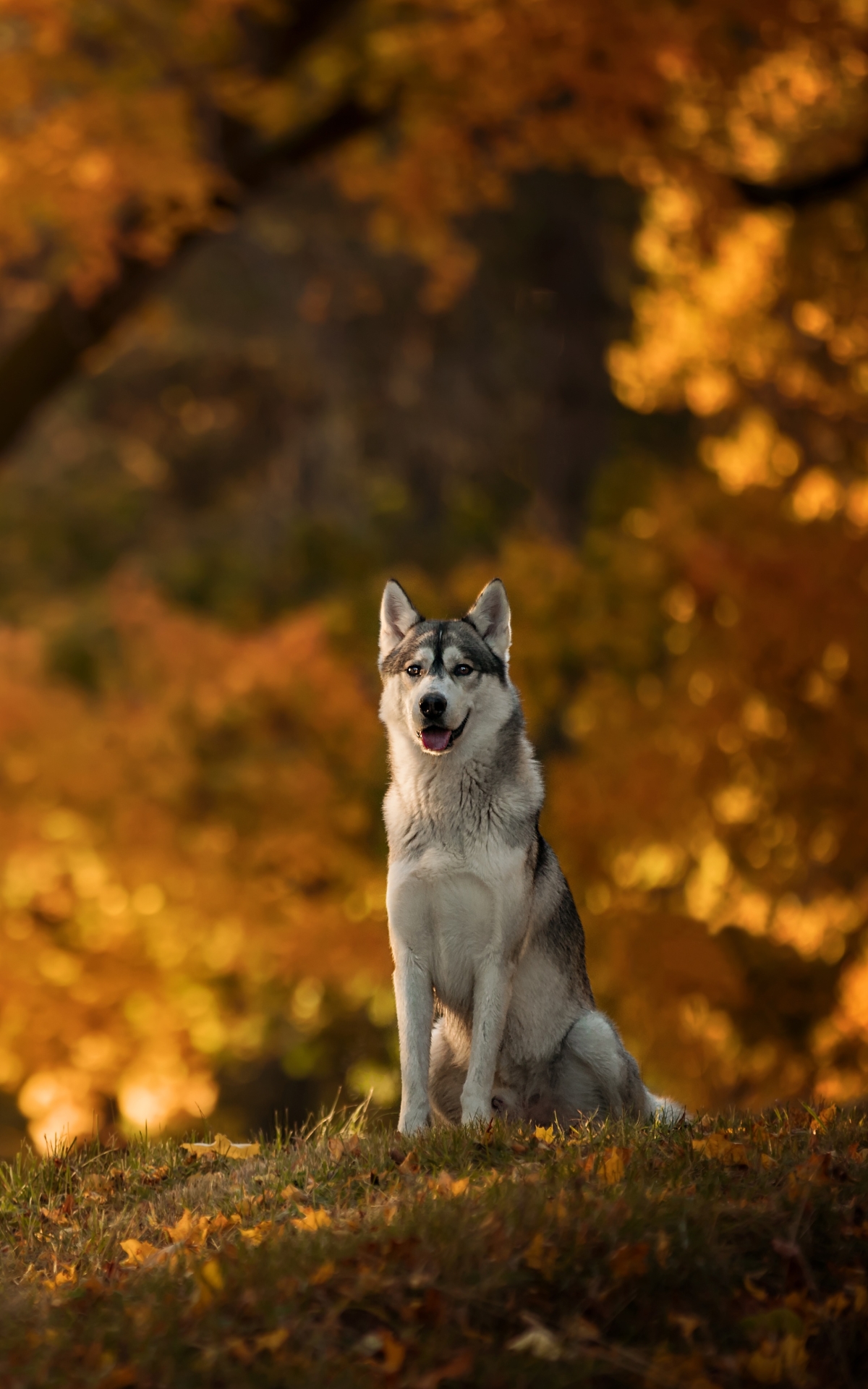 Download mobile wallpaper Dogs, Dog, Fall, Animal, Husky, Depth Of Field for free.