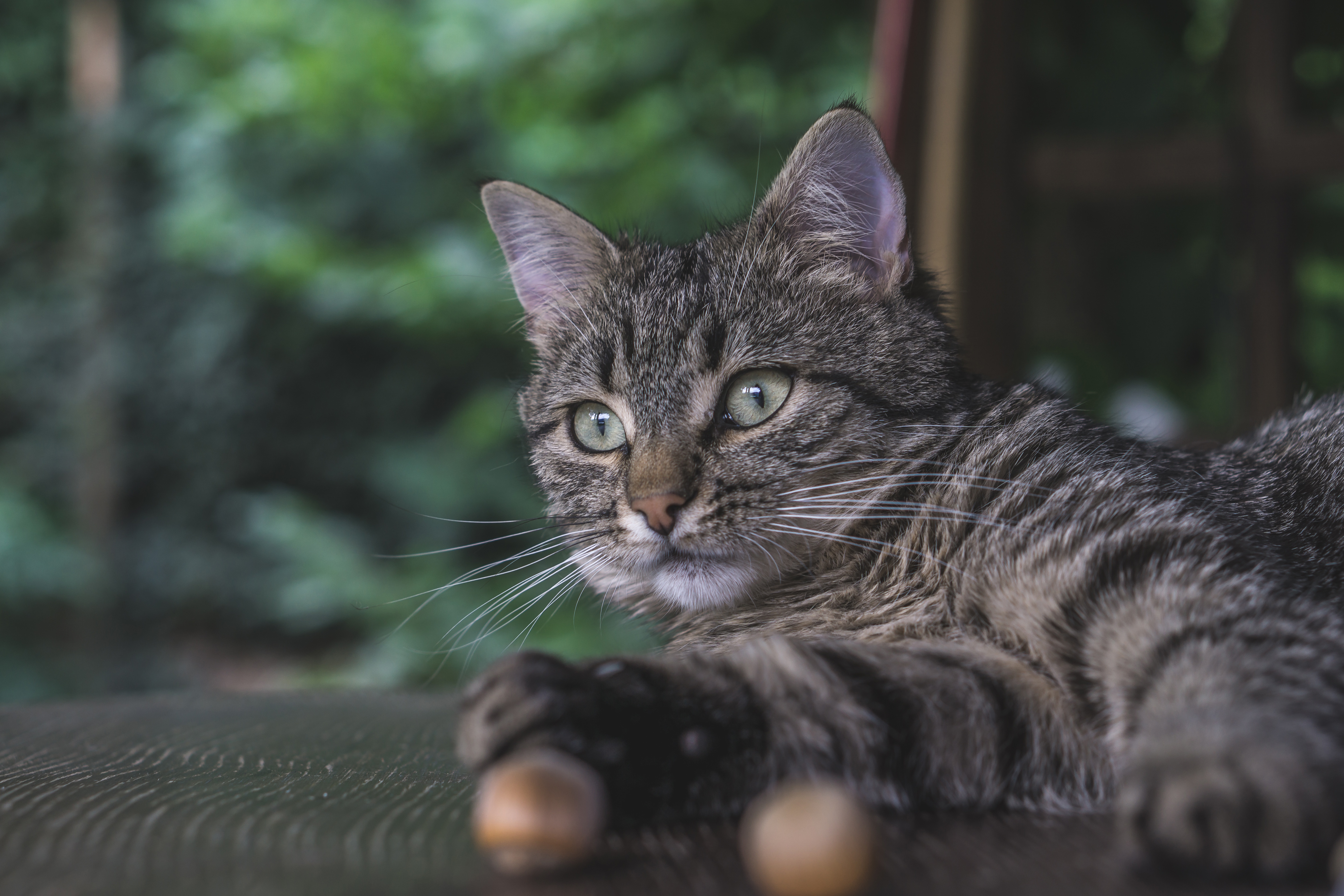 Baixar papel de parede para celular de Animais, Gatos, Gato gratuito.