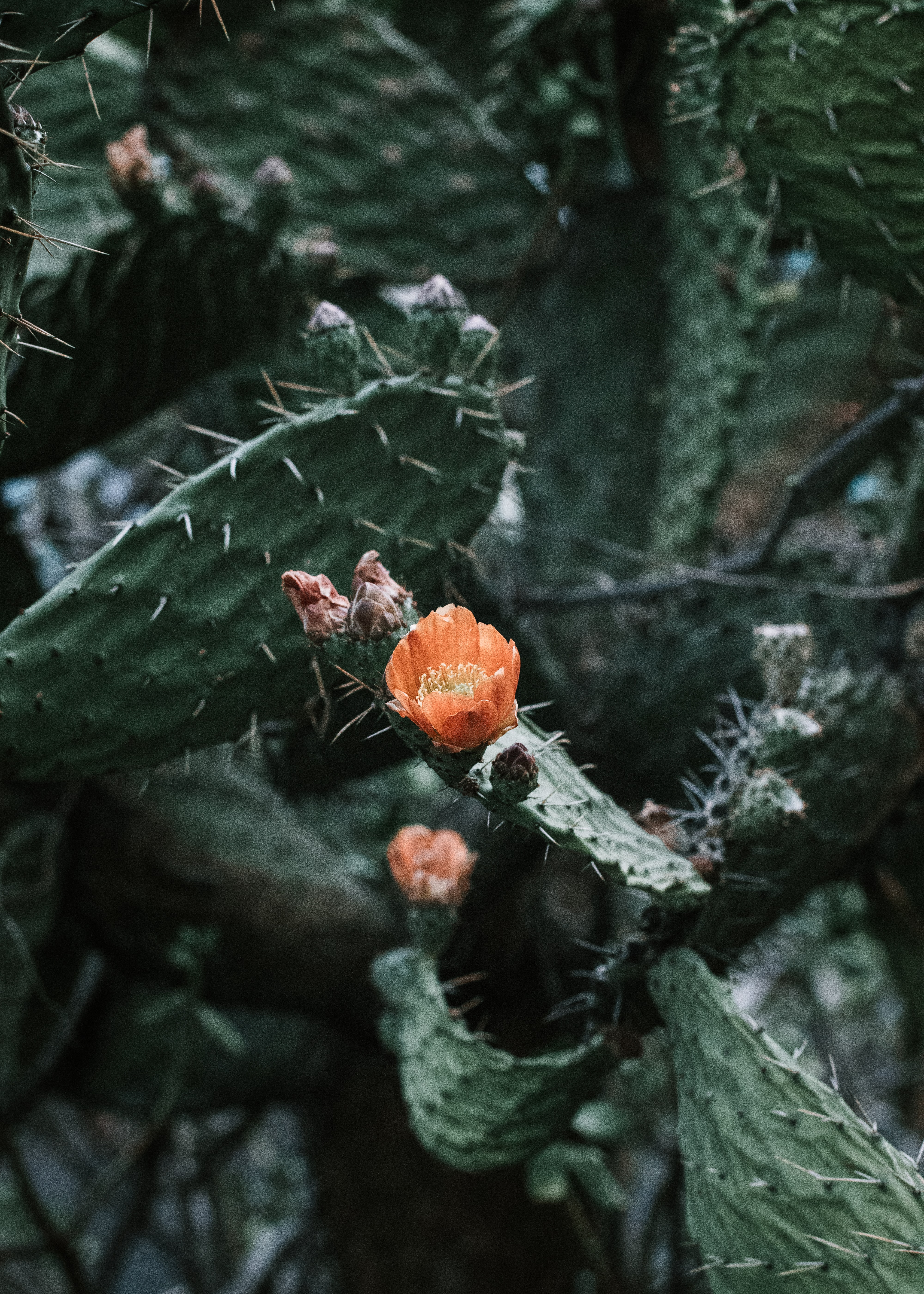 cactus, flower, plant, macro 1080p