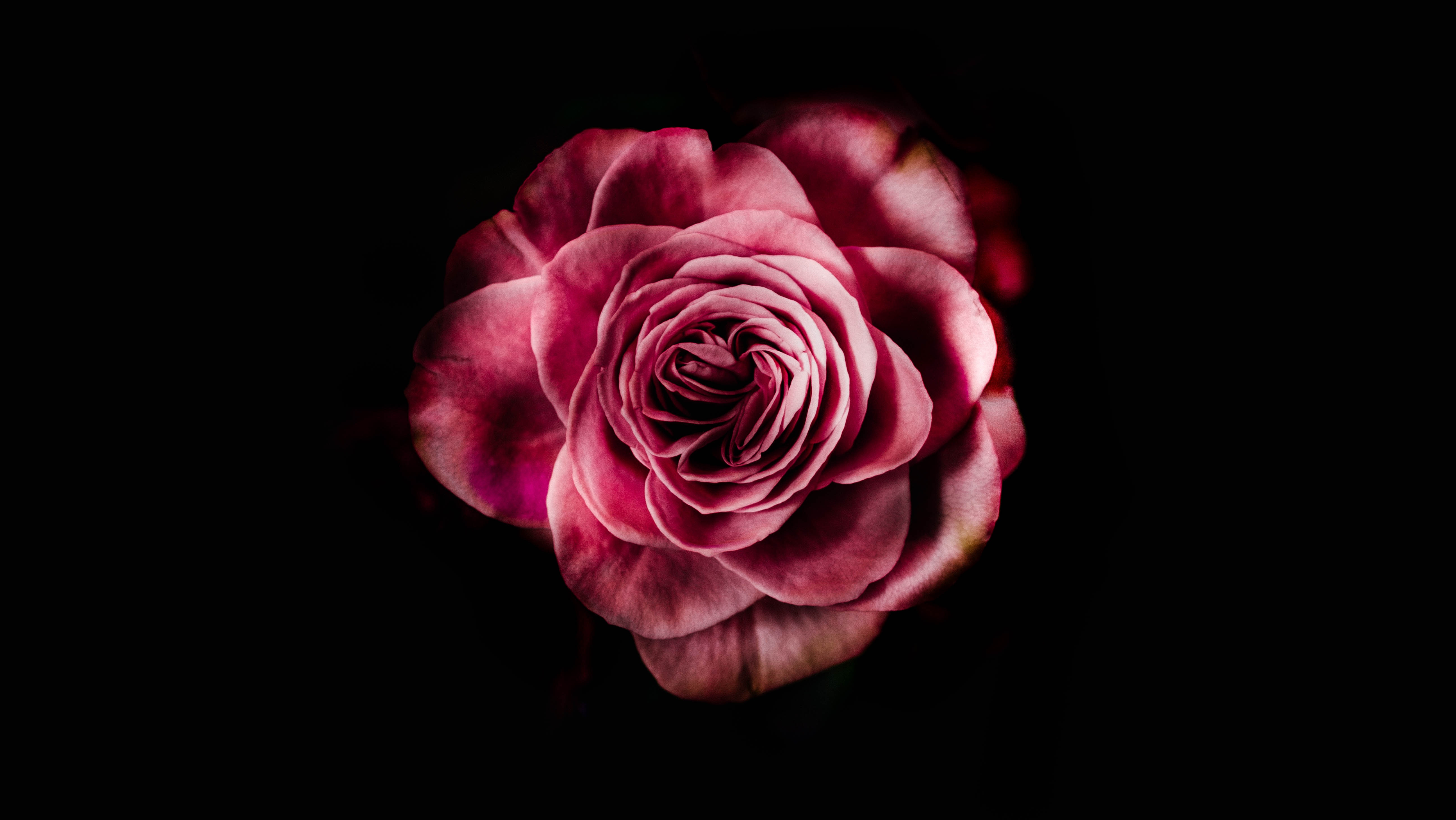 Descarga gratis la imagen Rosado, Flor, Brote, Yema, Florecer, Rosa, Flor Rosa, Pétalos, Flores, Fondo Oscuro, Floración en el escritorio de tu PC