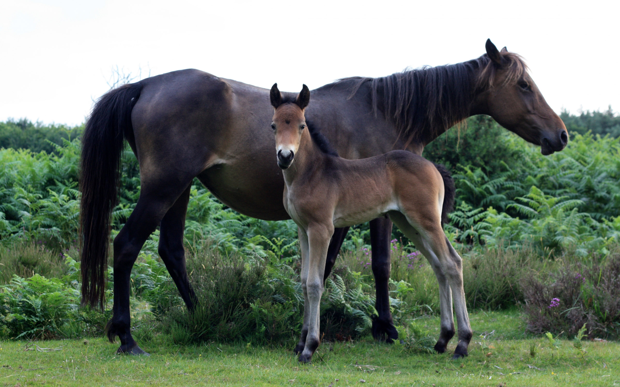 Descarga gratuita de fondo de pantalla para móvil de Caballo, Animales.