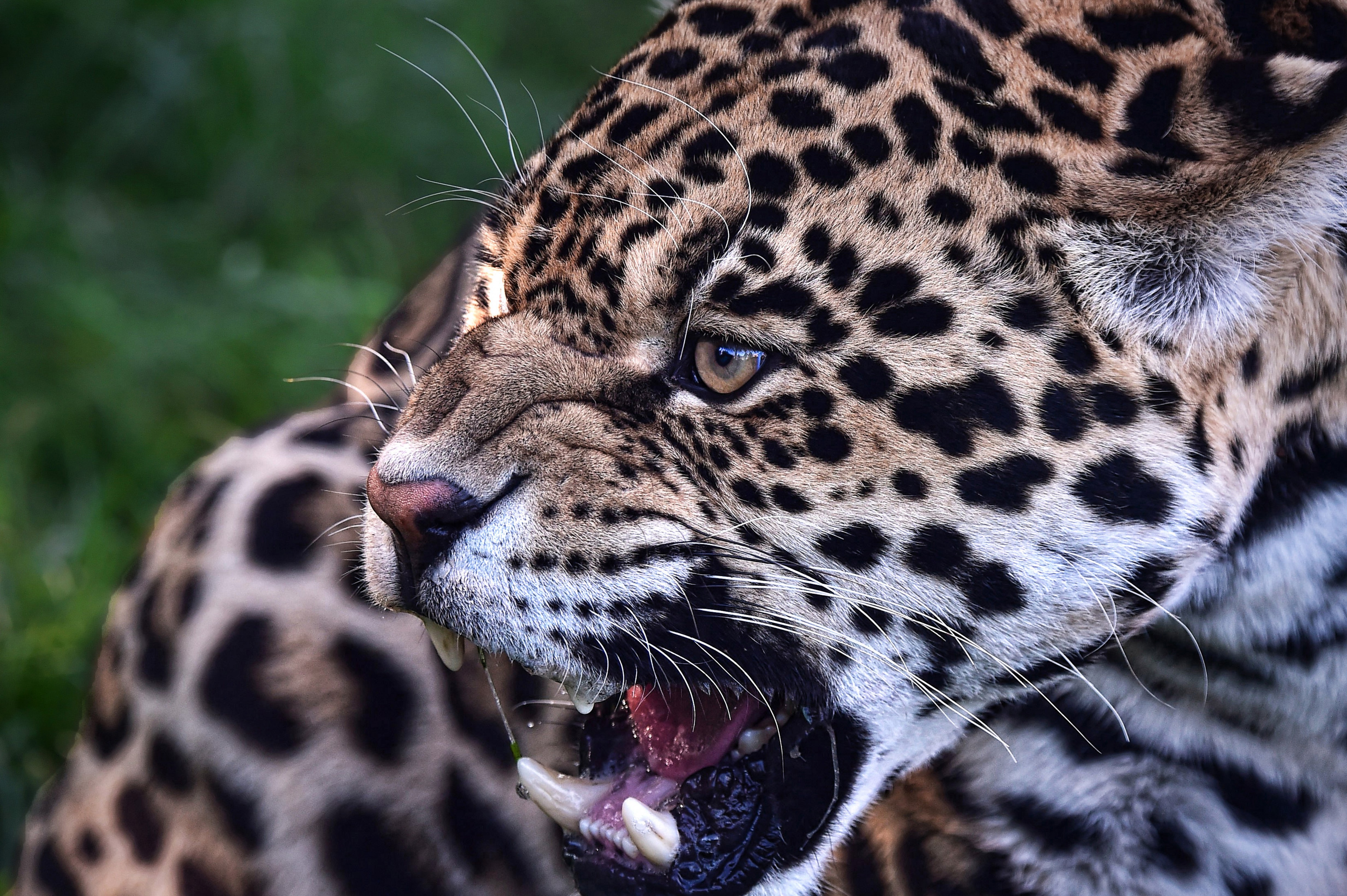 Free download wallpaper Leopard, Animal on your PC desktop