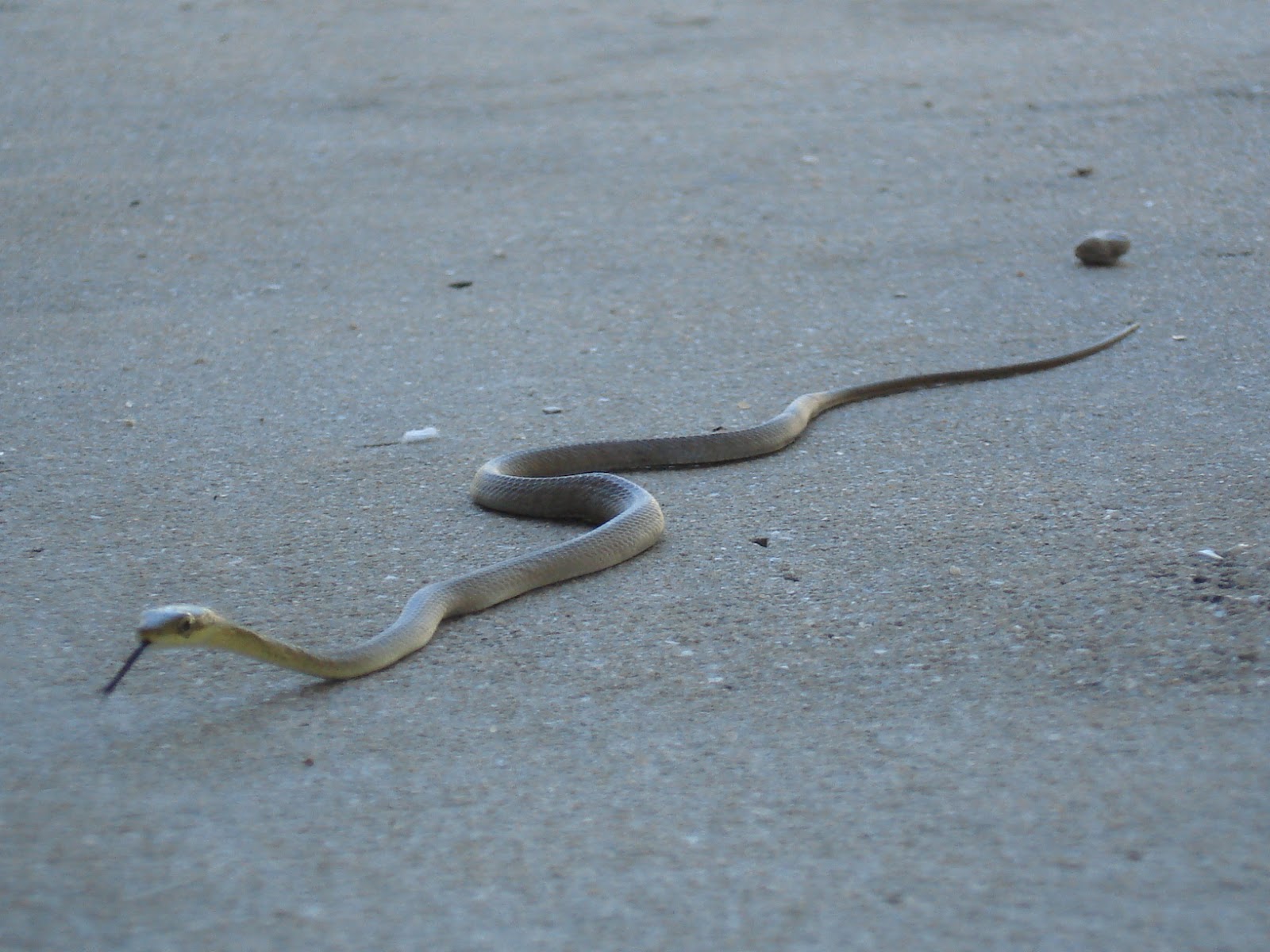 316565 télécharger le fond d'écran animaux, taïpan, serpent, reptiles - économiseurs d'écran et images gratuitement