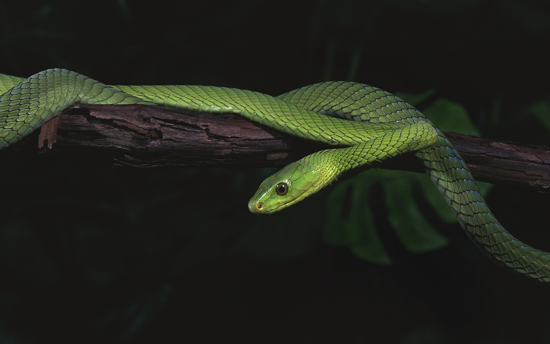 Download mobile wallpaper Animal, Snake, Reptiles for free.