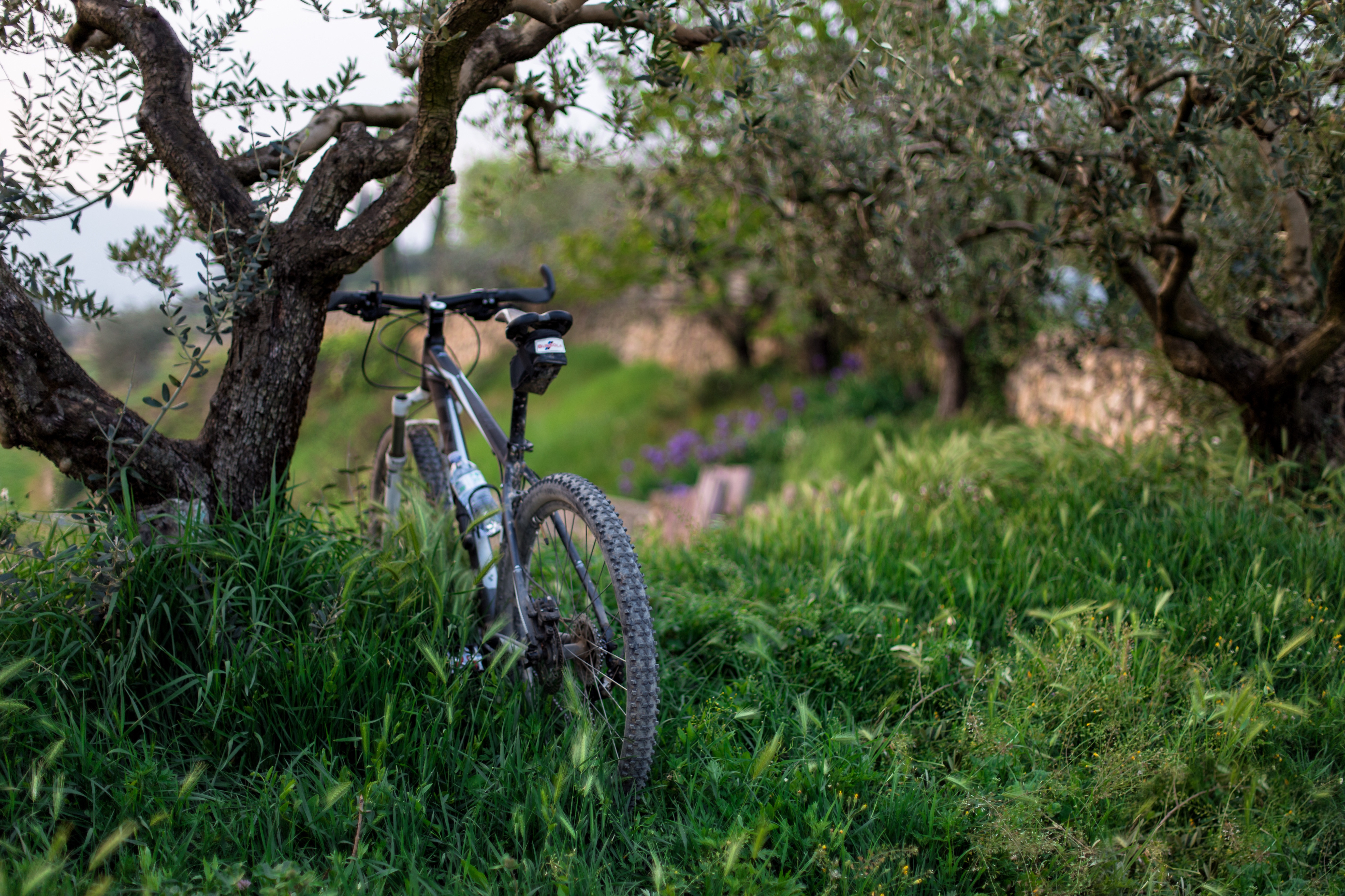 Free download wallpaper Grass, Bicycle, Trees, Sports on your PC desktop