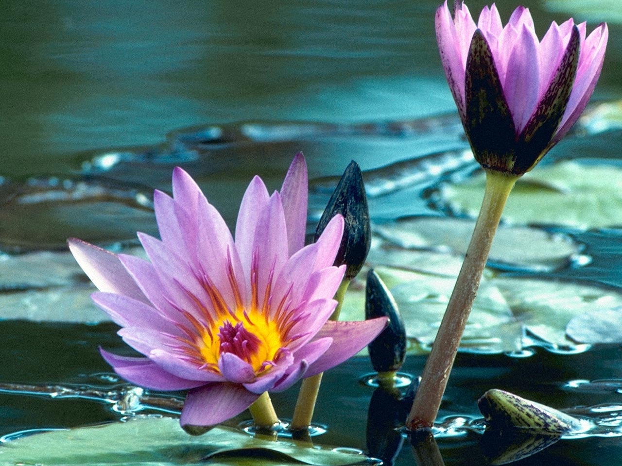 plants, flowers, water lilies