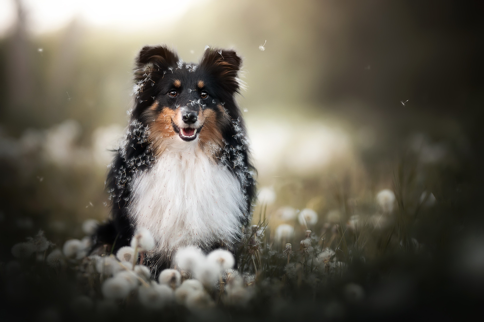 Free download wallpaper Dogs, Dog, Animal, Dandelion, Shetland Sheepdog, Depth Of Field on your PC desktop
