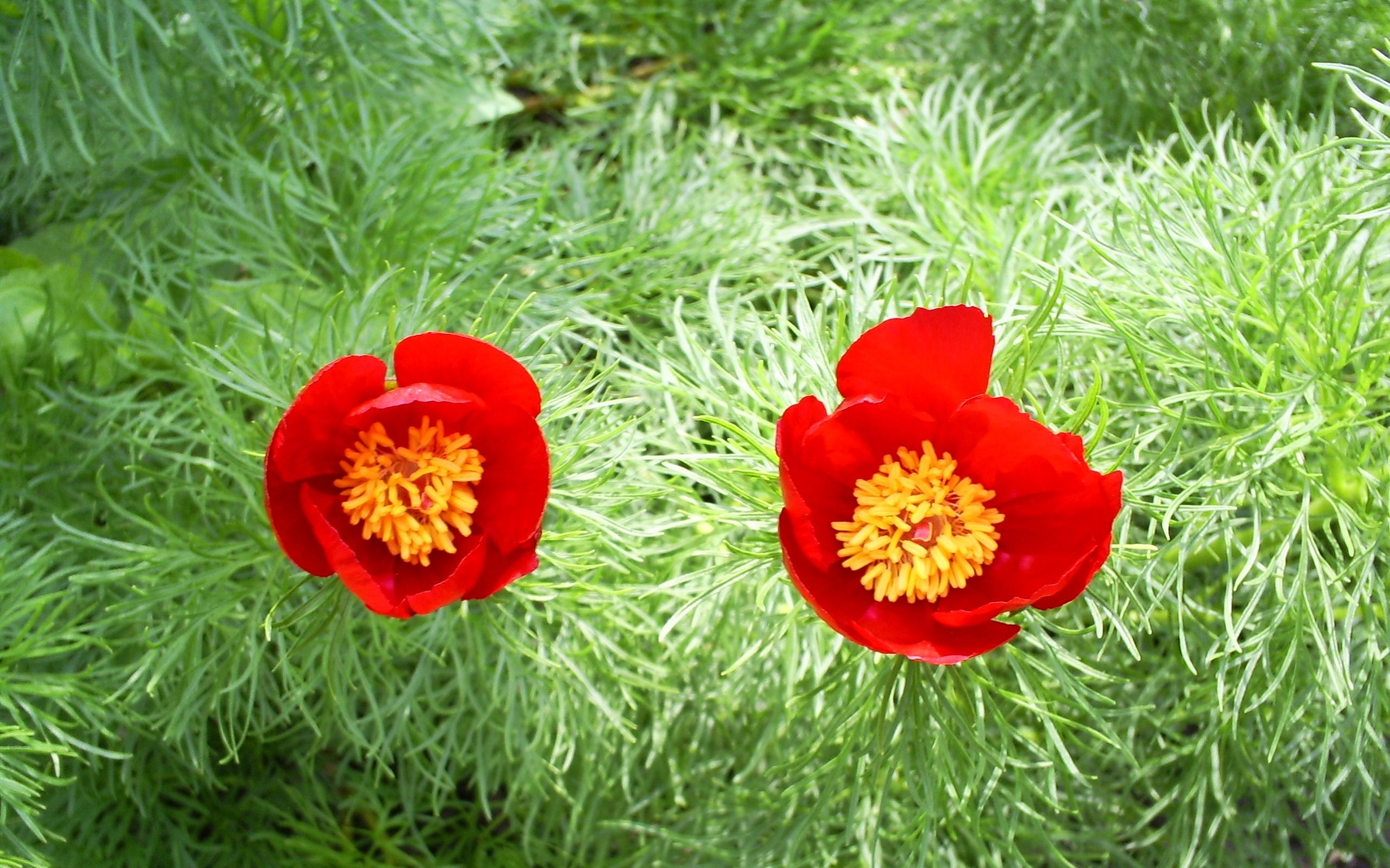 Téléchargez gratuitement l'image Plantes, Fleurs, Tulipes sur le bureau de votre PC