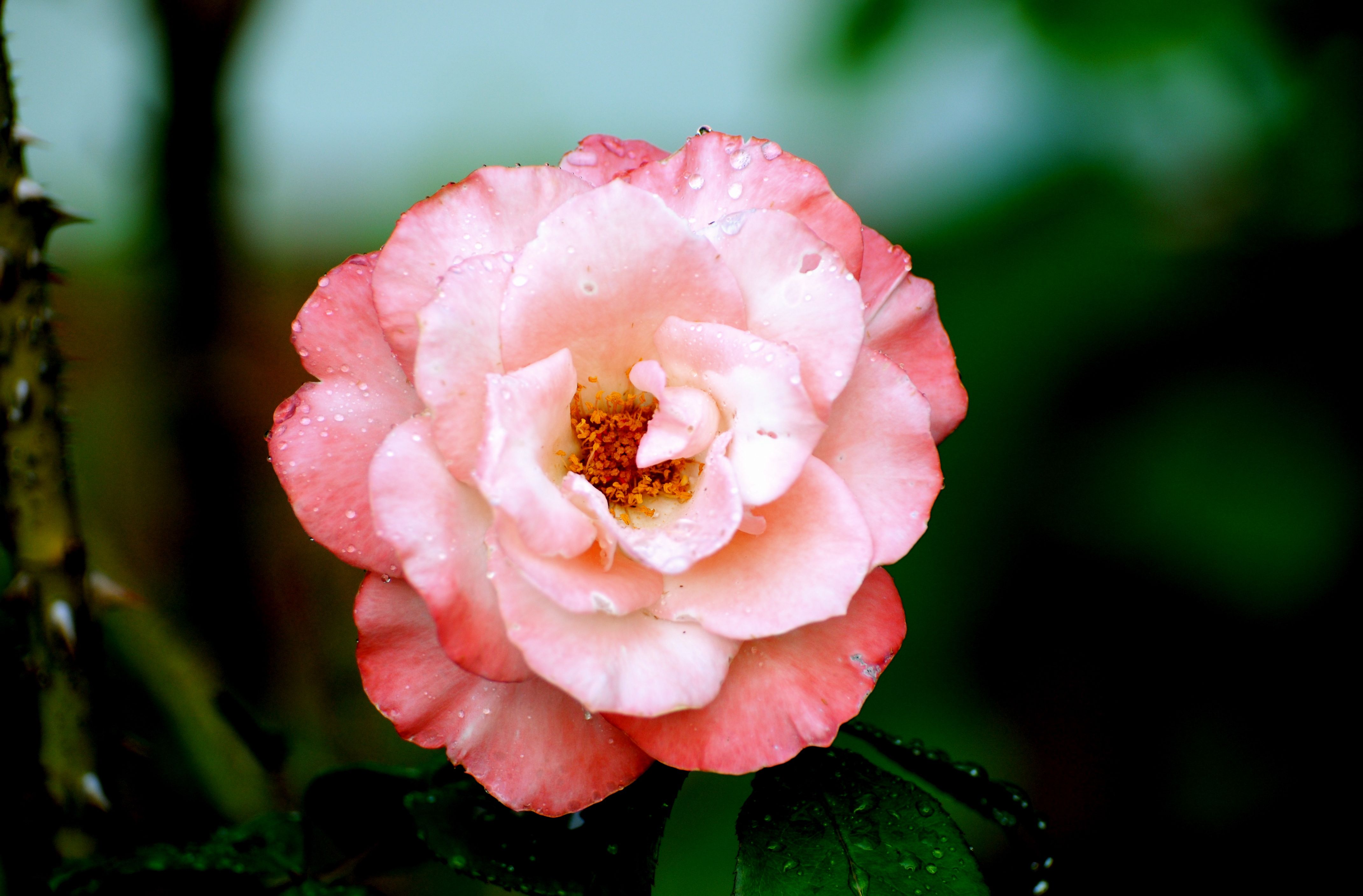 Laden Sie das Blumen, Rose, Erde/natur-Bild kostenlos auf Ihren PC-Desktop herunter