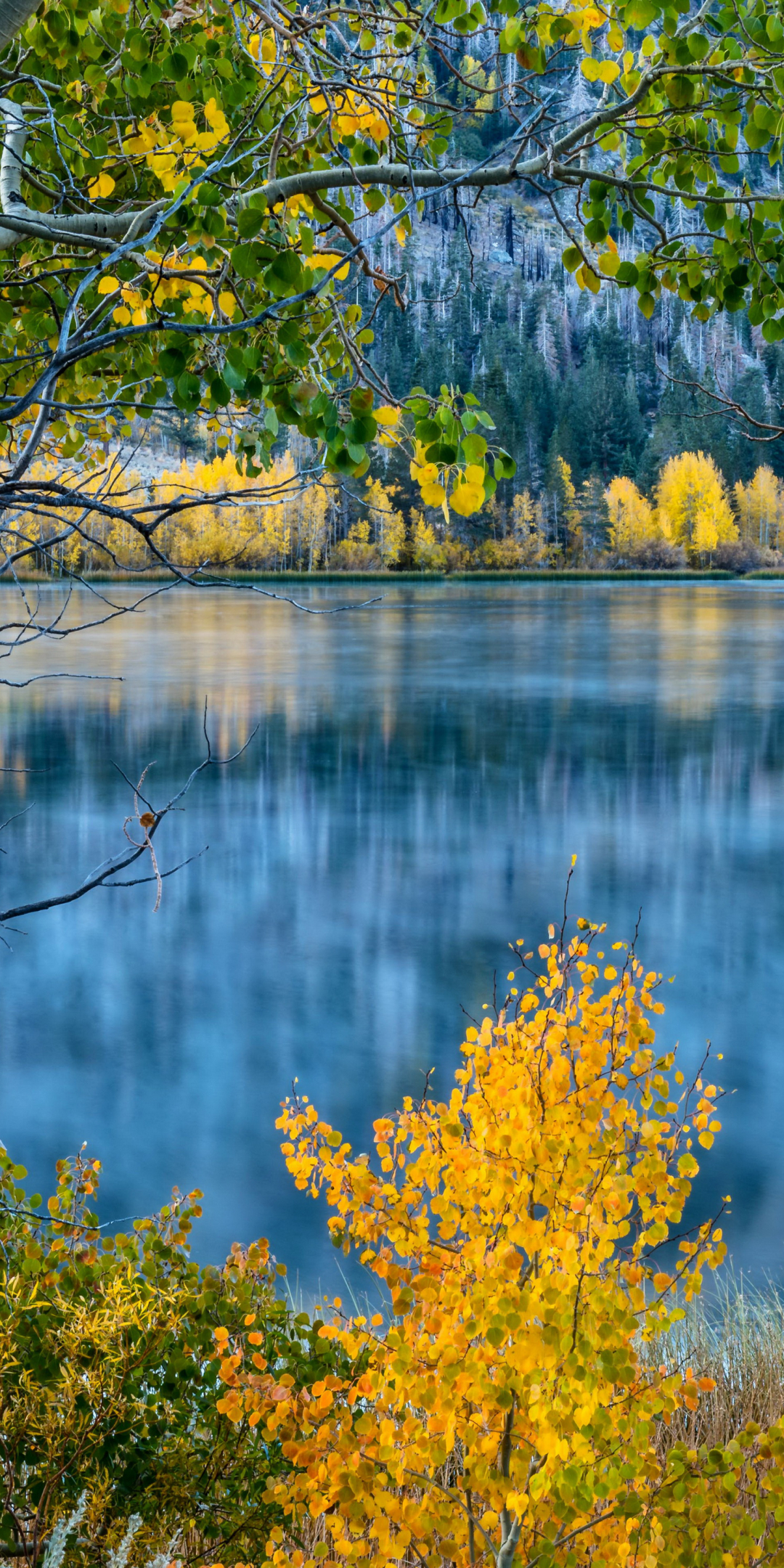 Скачать картинку Осень, Озера, Гора, Озеро, Дерево, Береза, Падать, Земля/природа, Берёза в телефон бесплатно.