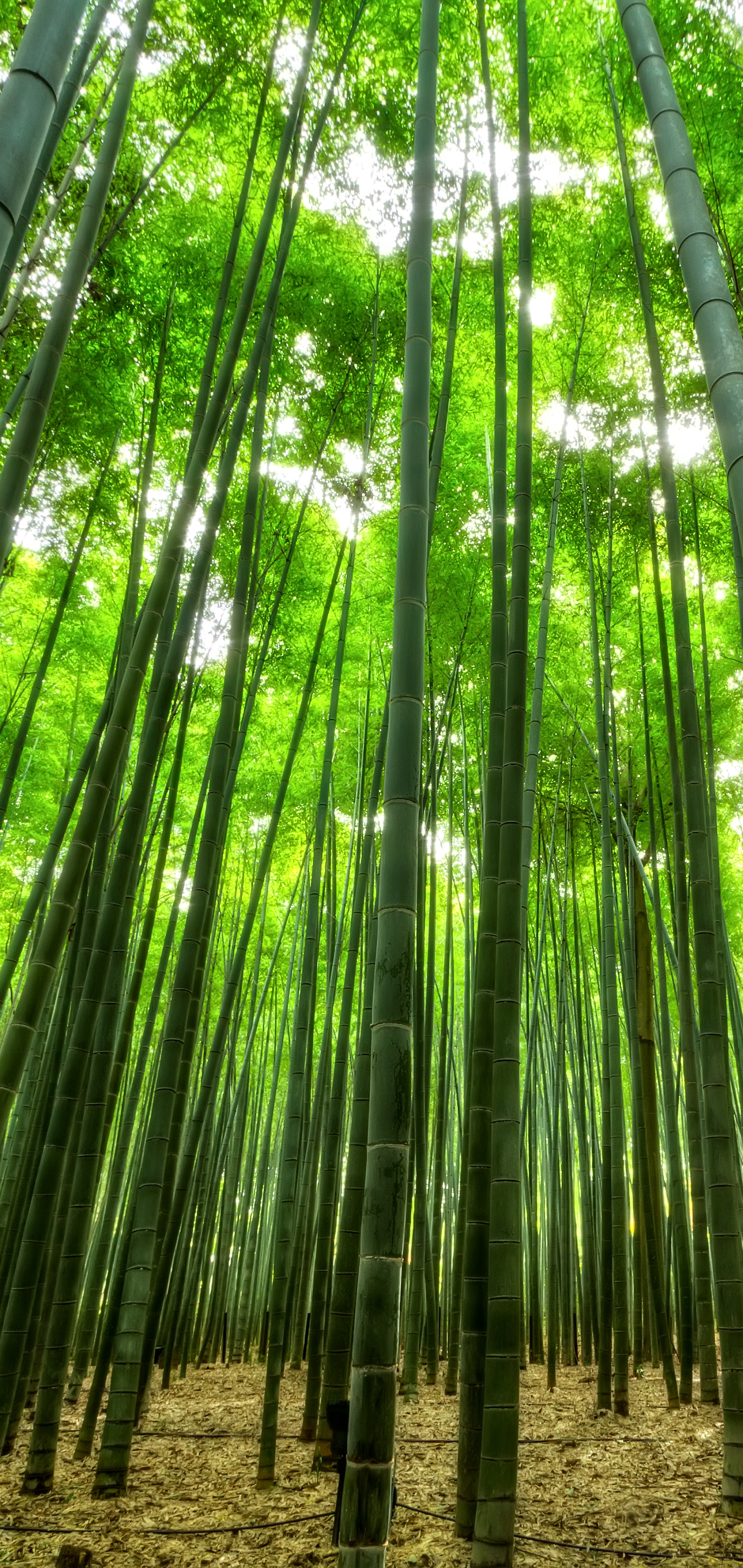 無料モバイル壁紙地球, 竹, 日本をダウンロードします。