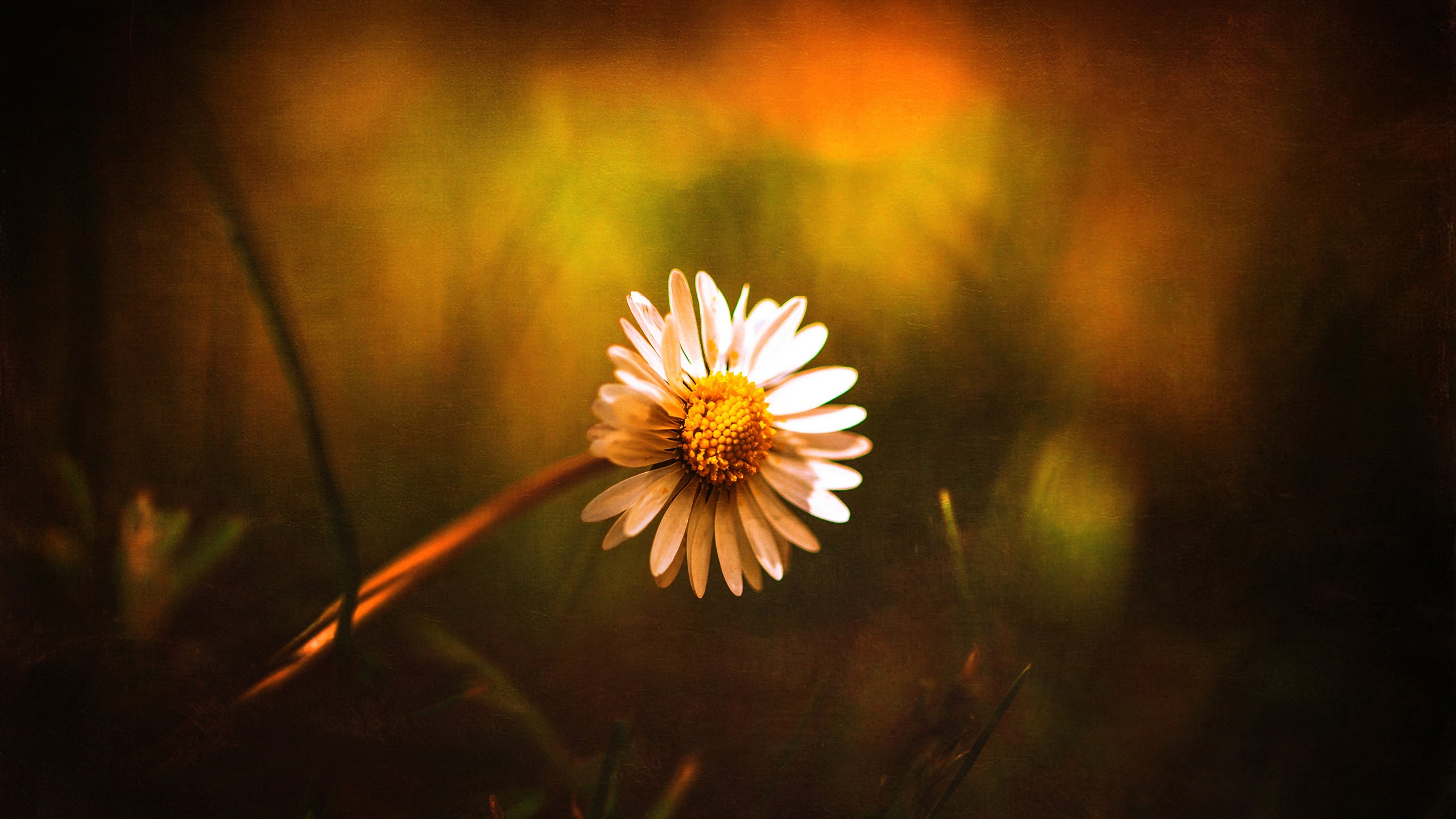 Handy-Wallpaper Natur, Blumen, Blume, Weiße Blume, Erde/natur kostenlos herunterladen.