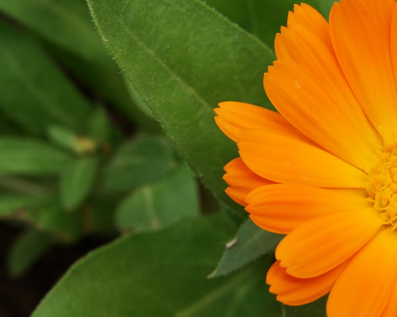 Téléchargez gratuitement l'image Fleur, Terre/nature sur le bureau de votre PC