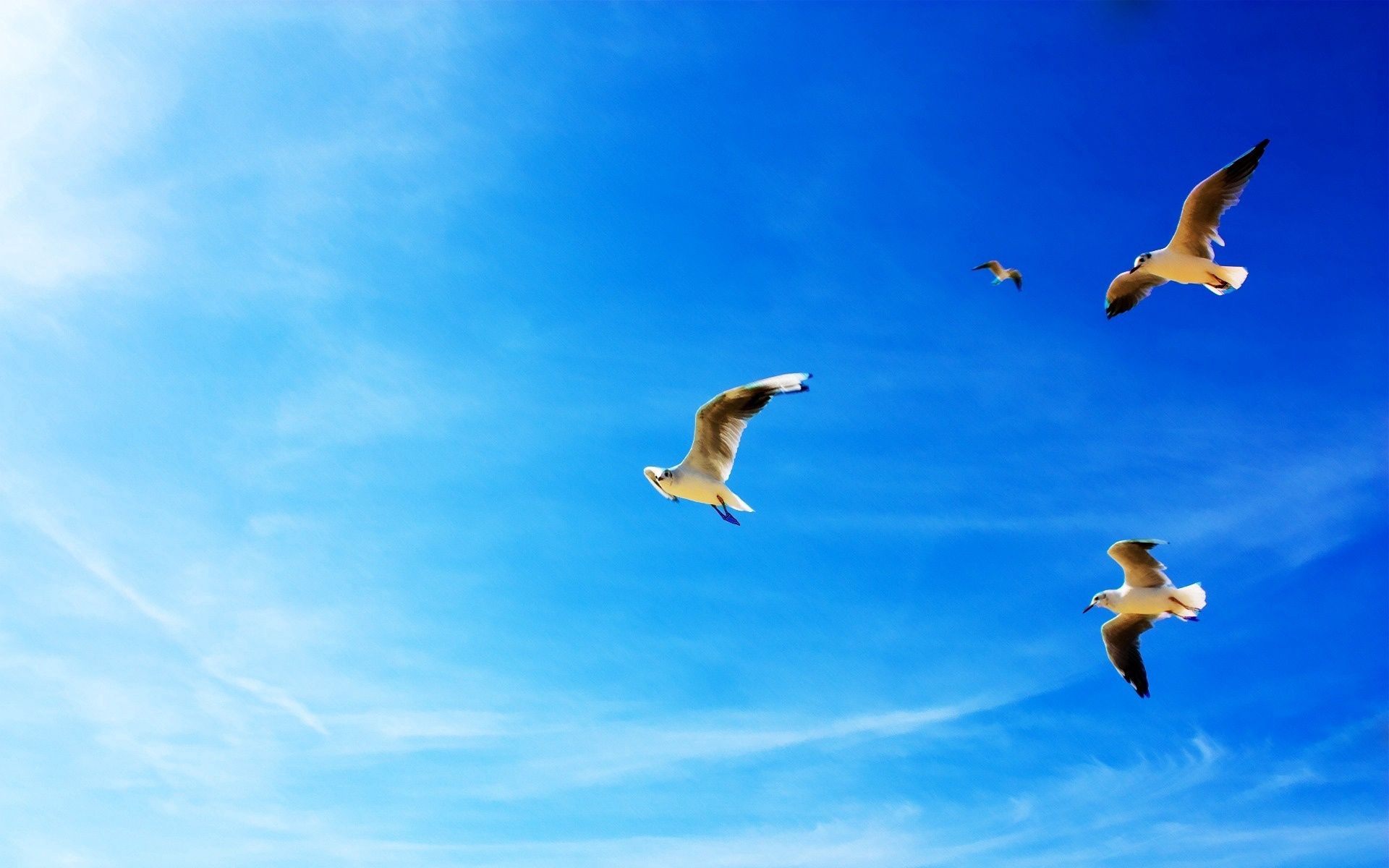 56029 Bild herunterladen tiere, seagulls, flug, blauer himmel, blue sky - Hintergrundbilder und Bildschirmschoner kostenlos